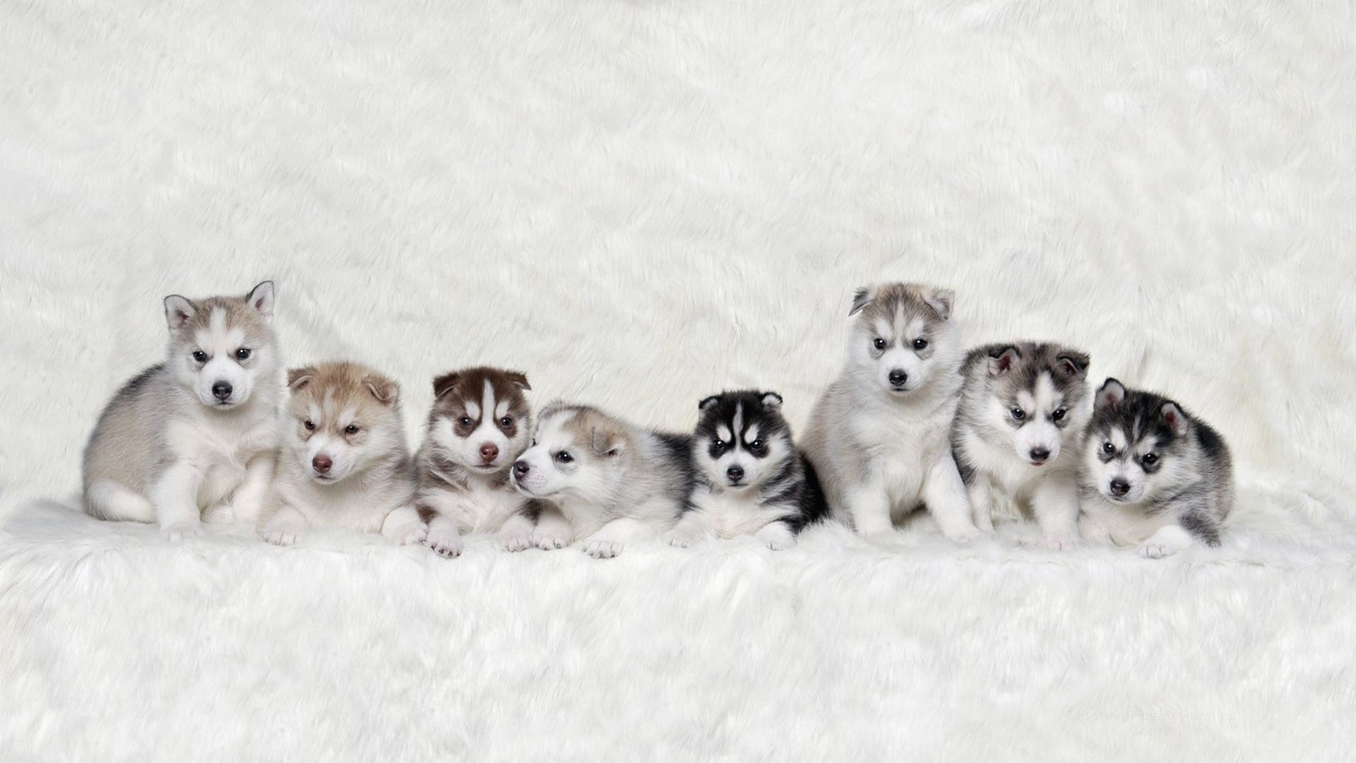 1920x1080  Dogs: ...
