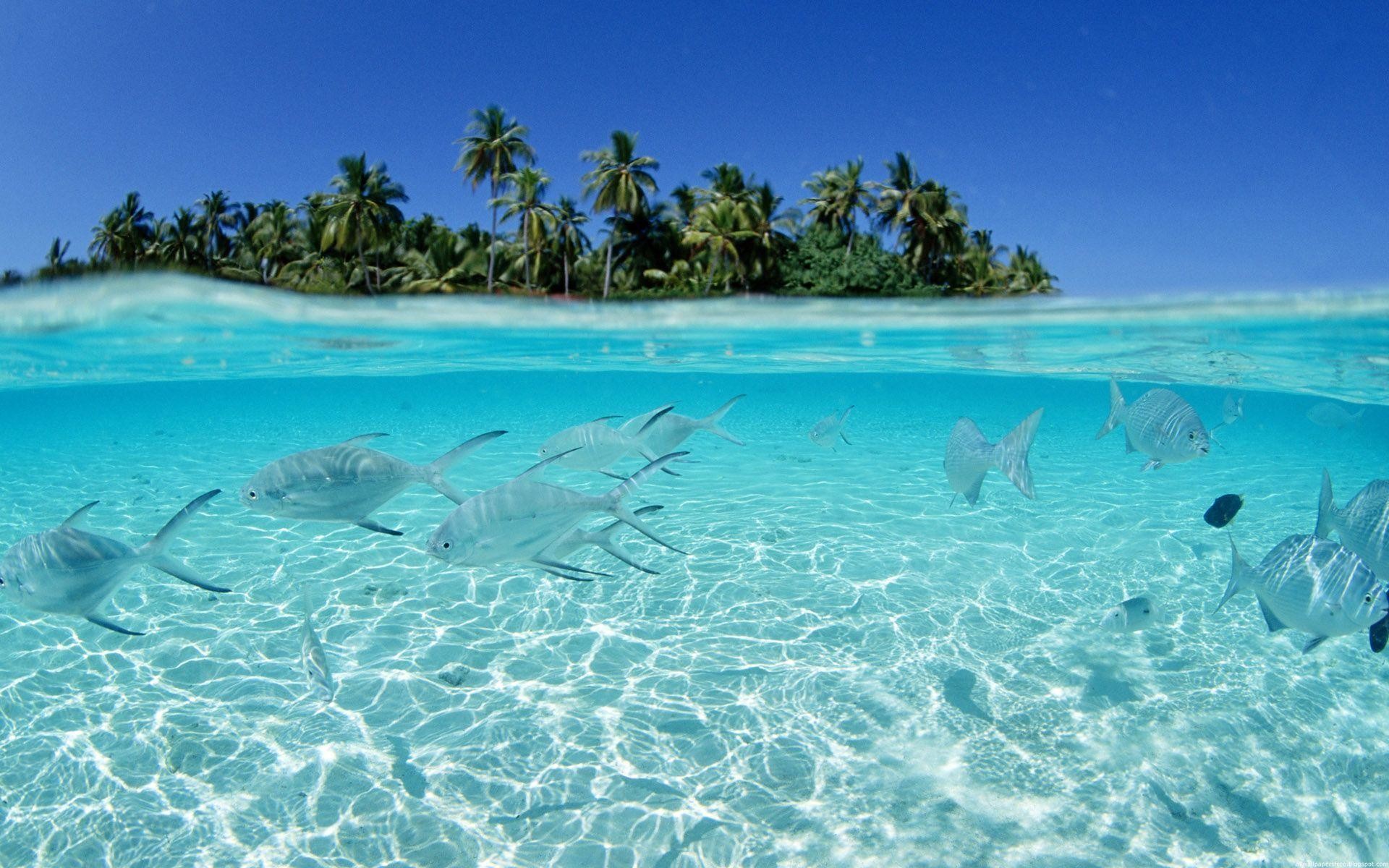 1920x1200 Tropical Island And Tropical Fish Wallpaper 