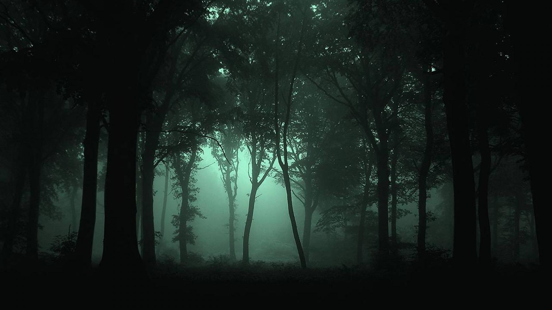 1920x1080 Dark Forest Wallpapers High Resolution Background 1 HD Wallpapers .