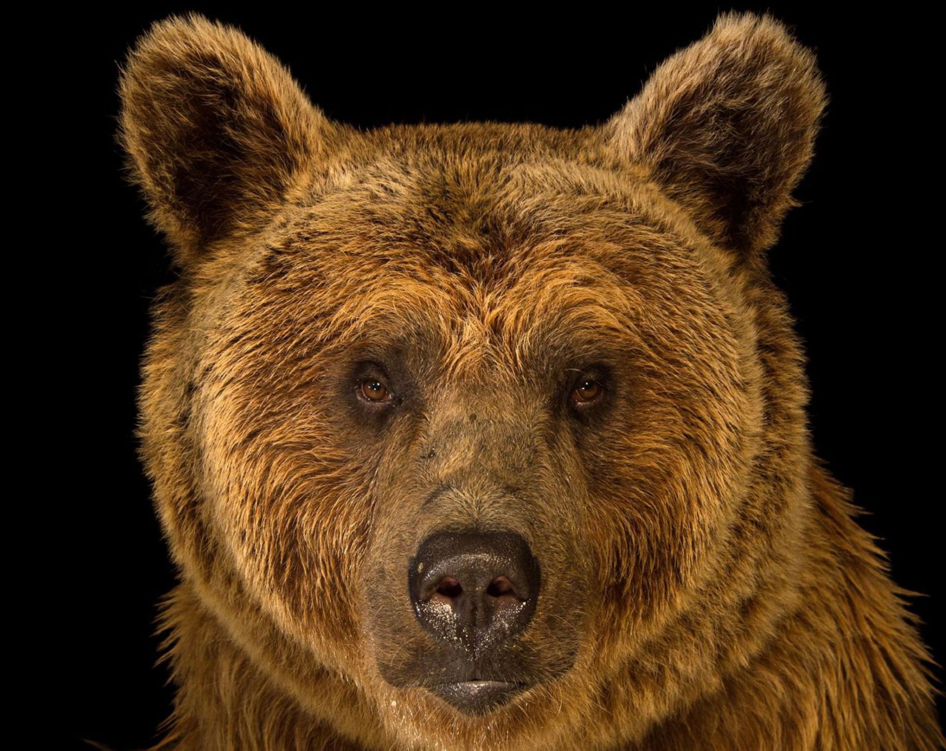 1920x1524 Eastern Brown Bear