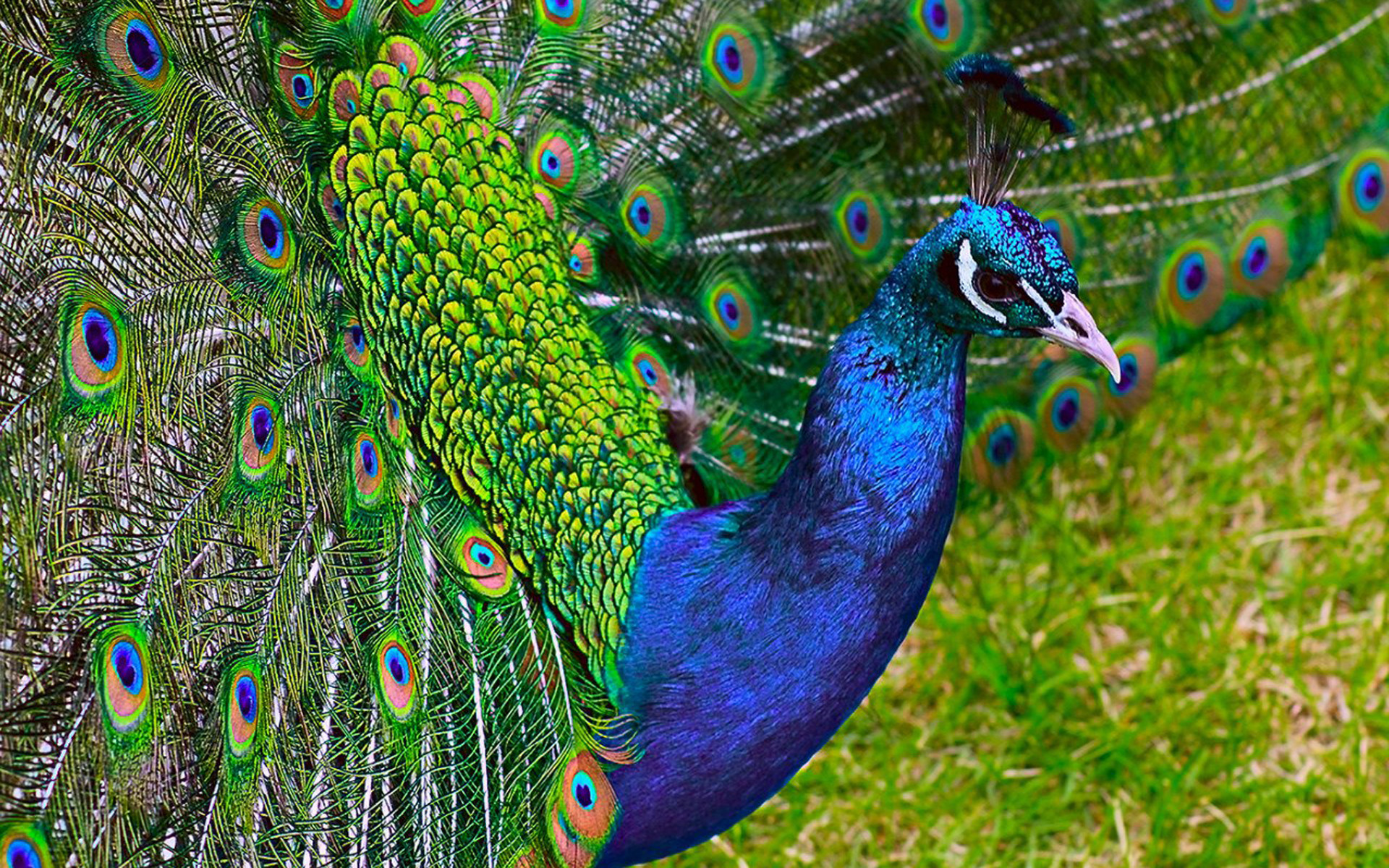 1920x1200 Peacock background HD wallpaper. Bird Wallpapers HD