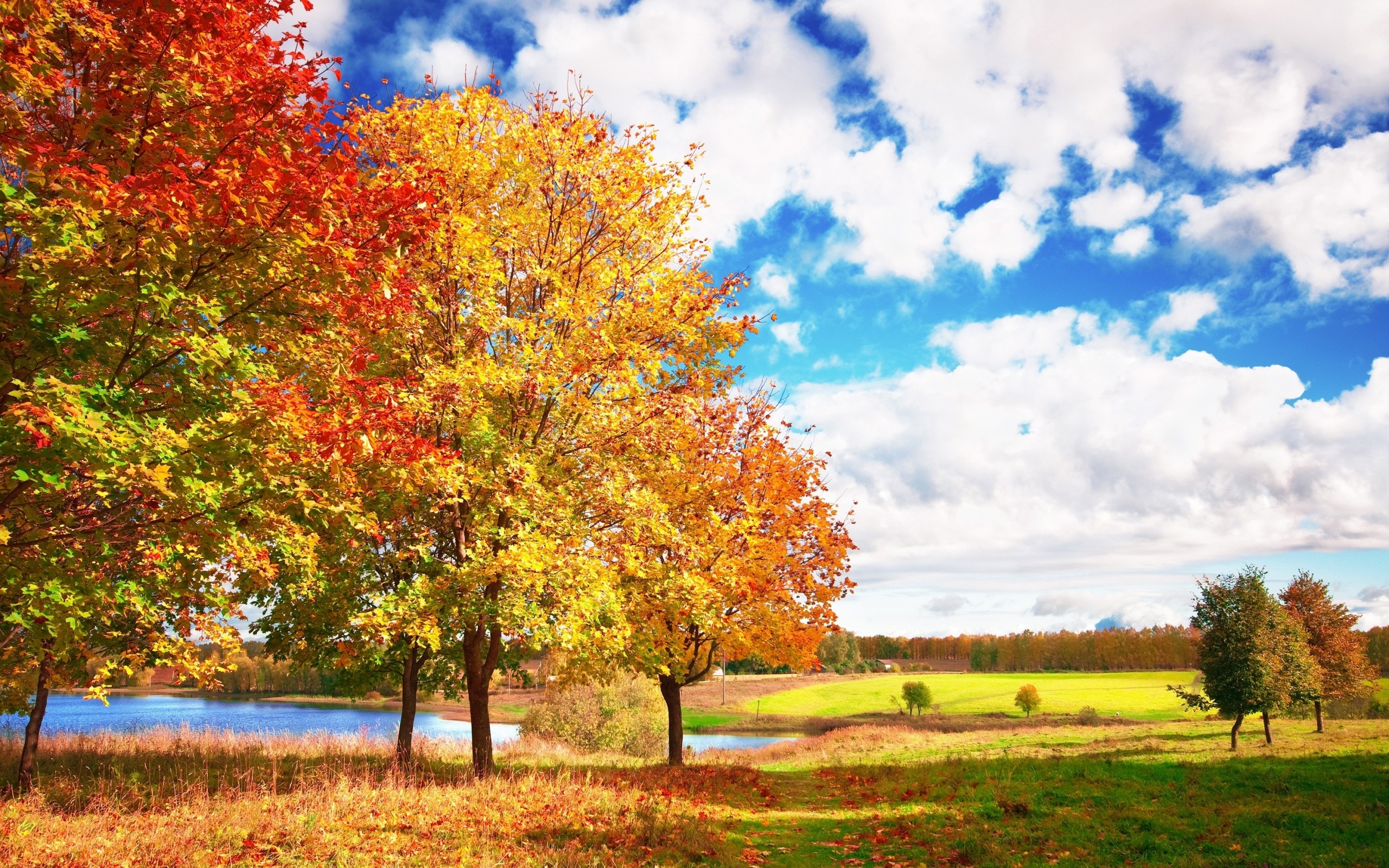 2560x1600  Wallpaper autumn, trees, colors, palette, bright, leaf fall