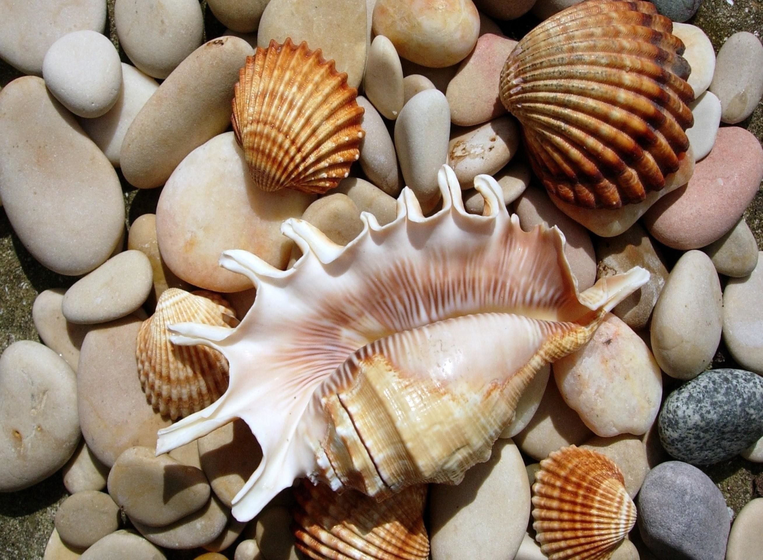 2616x1920 sea shells | Sea Shells 1920x1408 free Screensaver wallpaper