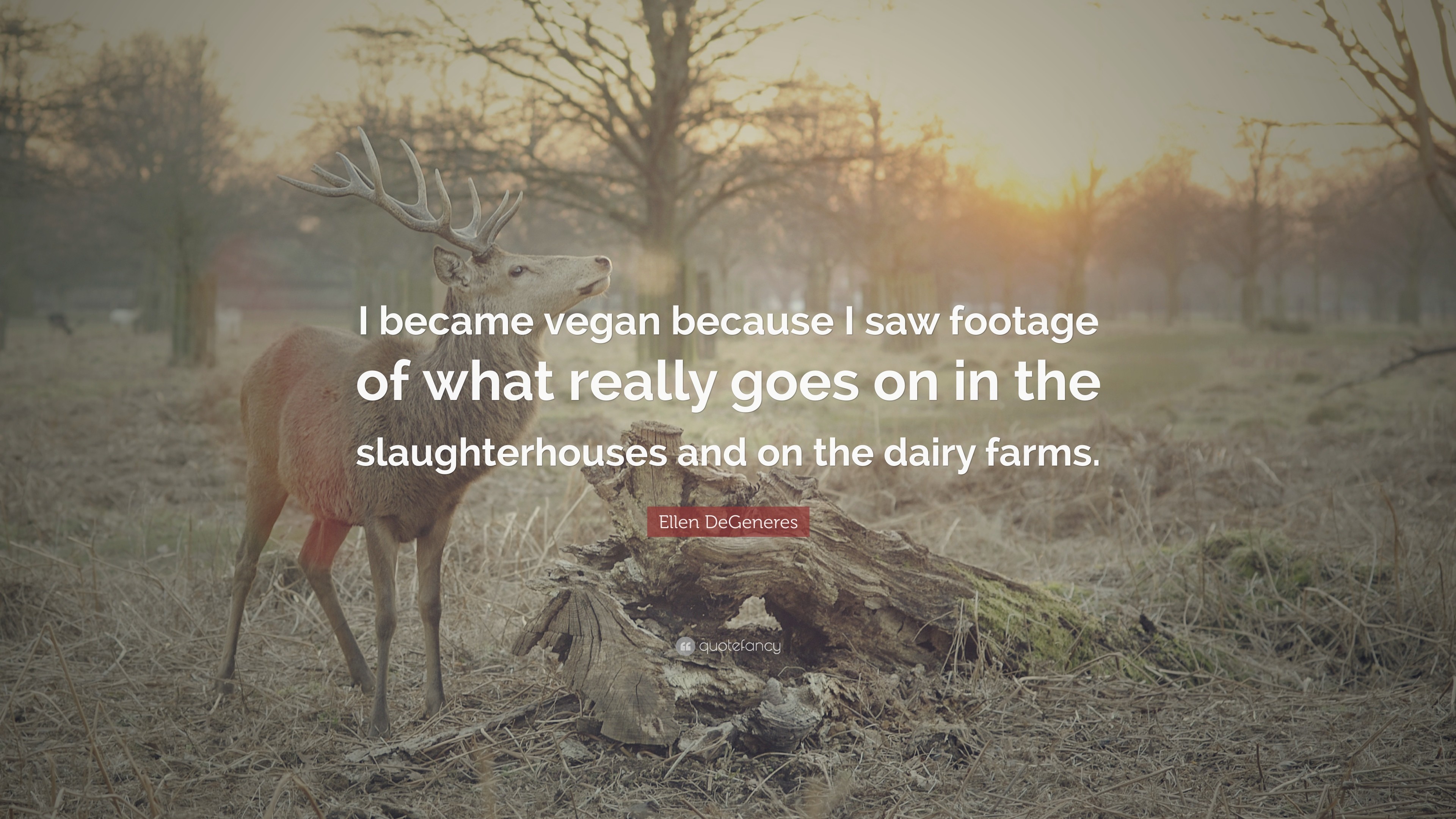 3840x2160 Quotes About Veganism: “I became vegan because I saw footage of what really  goes