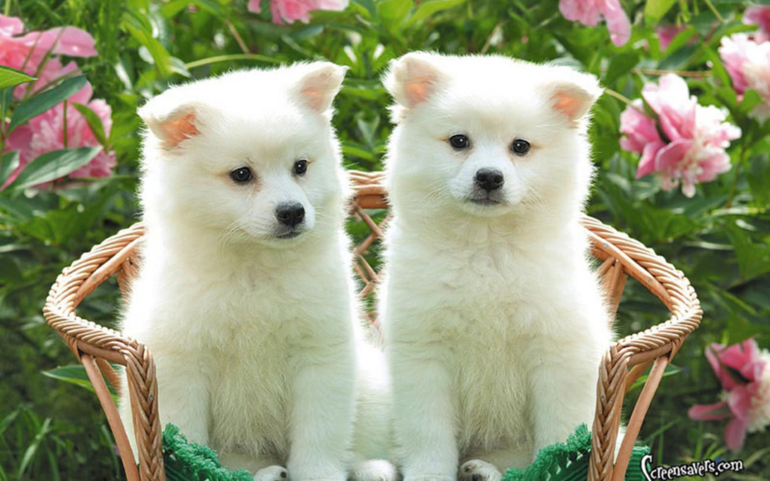 2560x1600 Cute Puppies HD Wallpaper 2 - 2560 X 1600