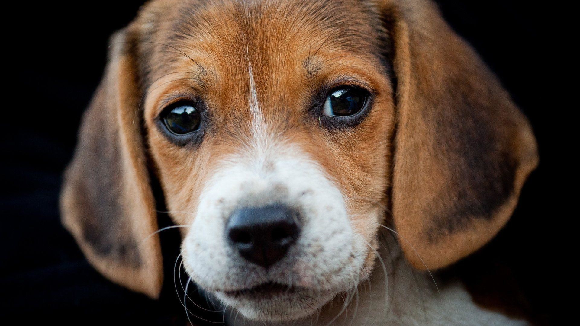 1920x1080 Beagle wallpapers | Beagle wallpapers