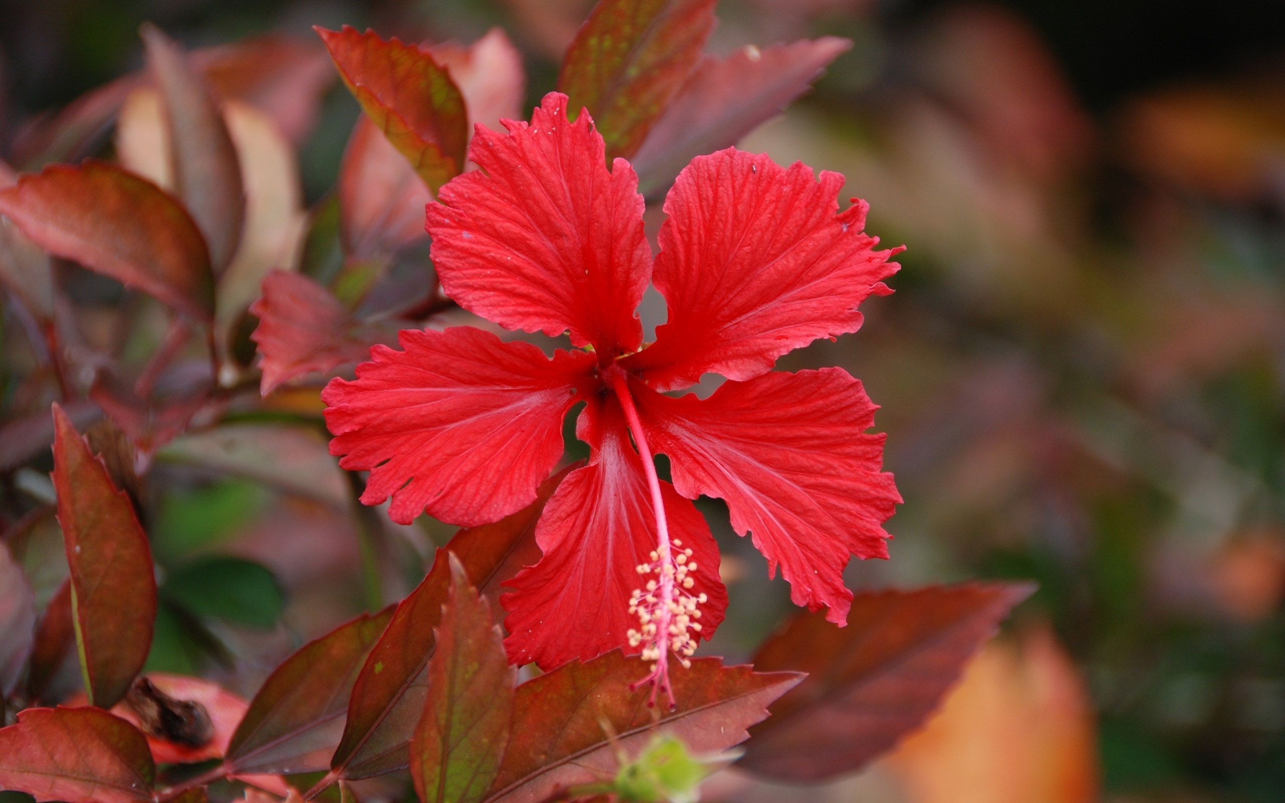 2560x1600 Red Hibiscus Flower HD Widescreen Wallpapers