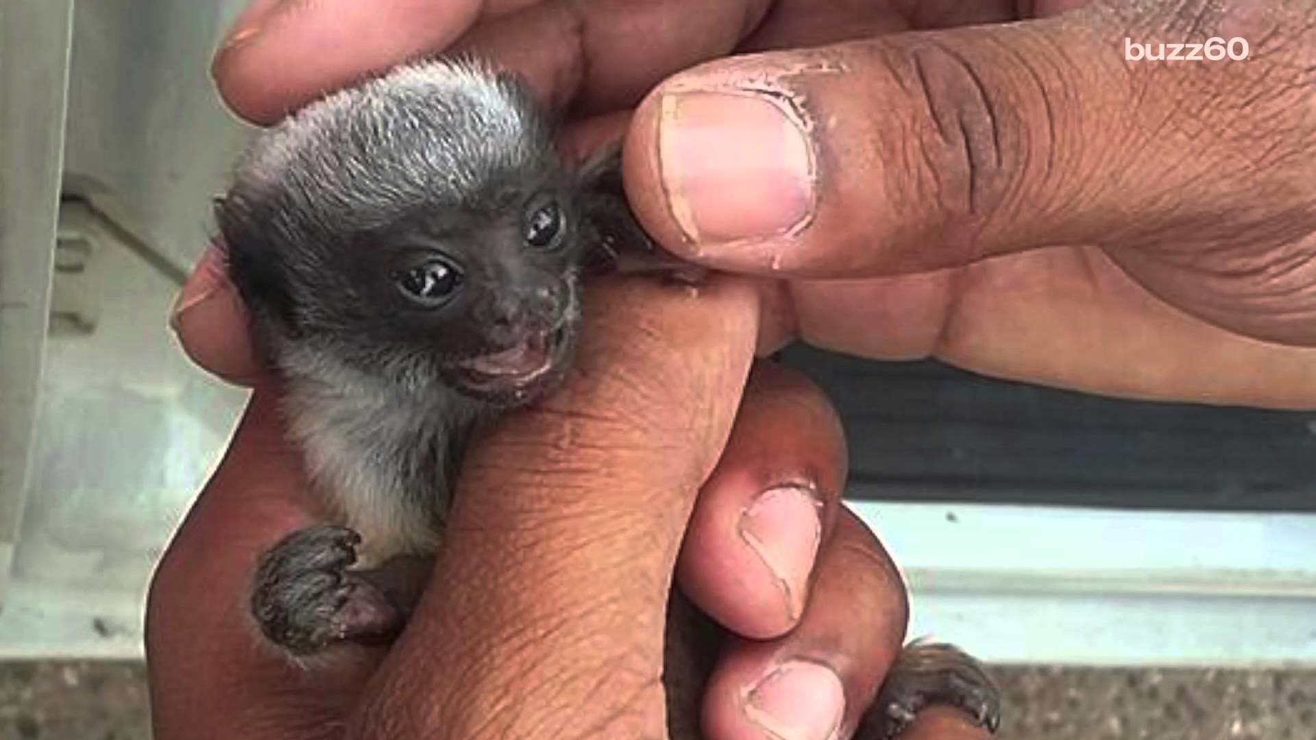 1920x1080 Officer saves tiny monkey that fits in his hand