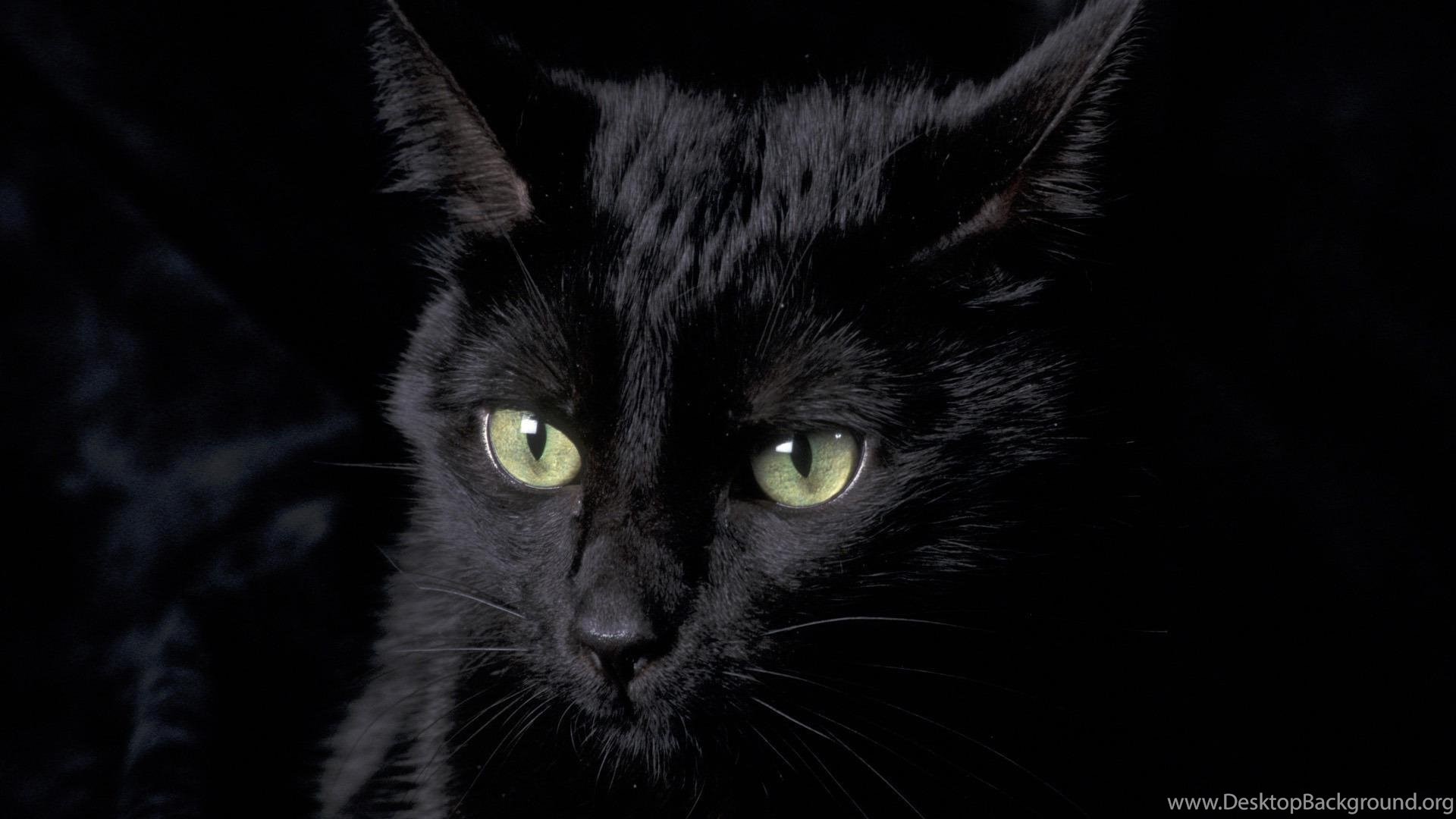 1920x1080 Black Cat Animals Cat HD Wallpapers, Desktop Backgrounds, Mobile .