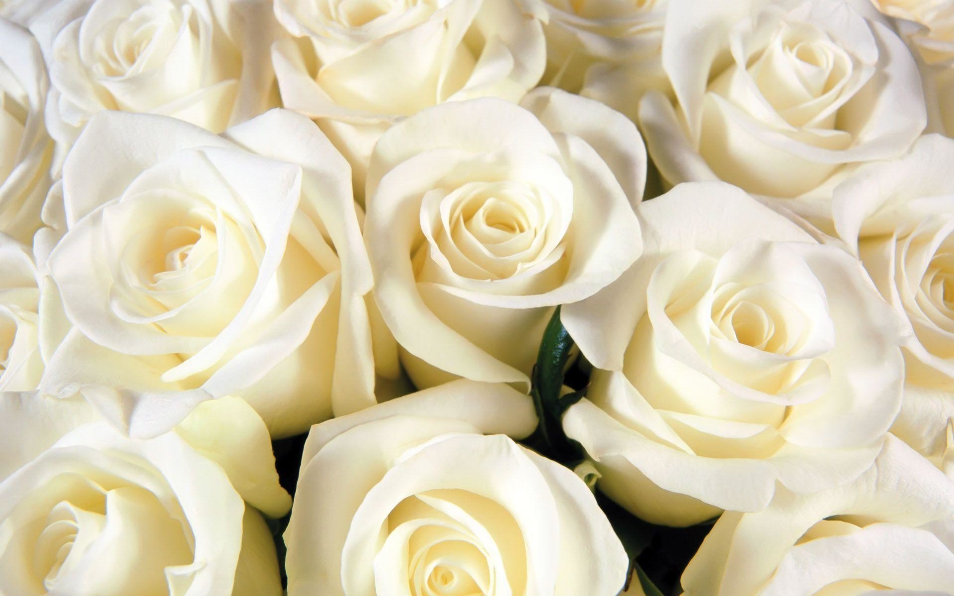 1920x1200 amazing flower white roses background hd wallpapers - Wallumi