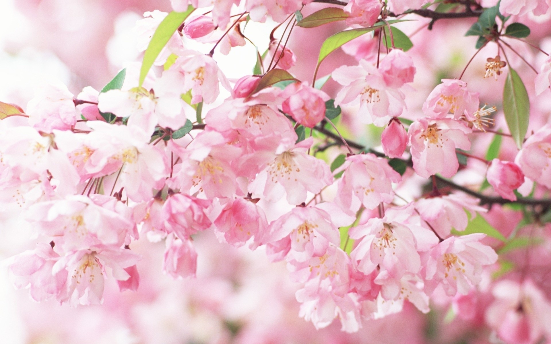 1920x1200 Sakura Spring Flowers HD Wallpapers - Sakura Spring Flowers