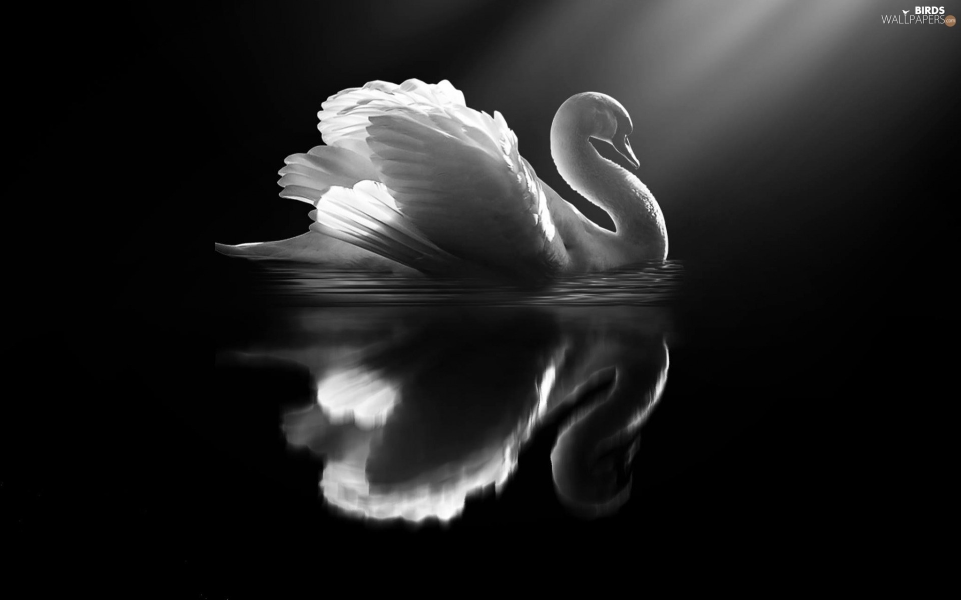 1920x1200 White, black, Swans, Bird