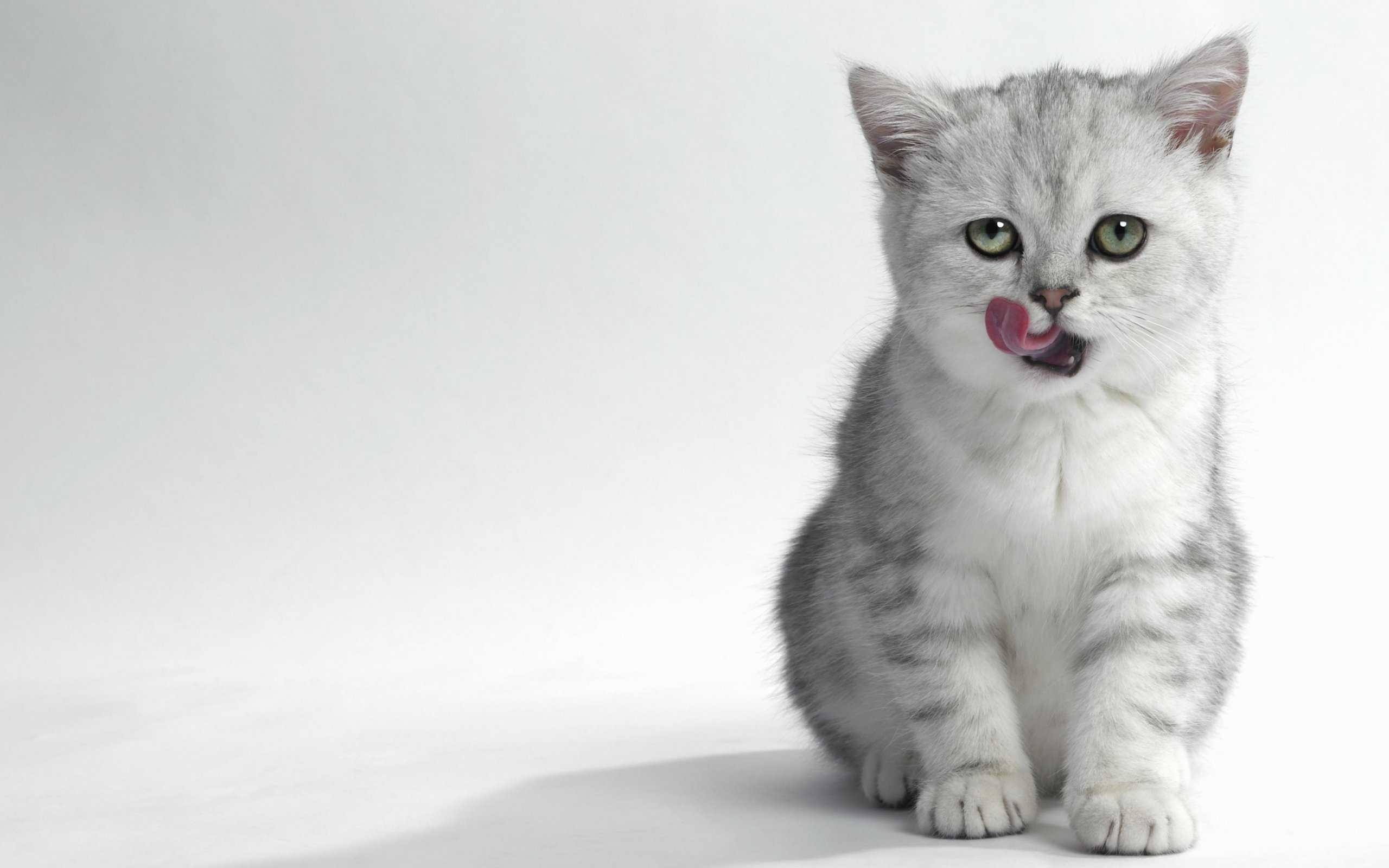 2560x1600  Cute White Cat Wallpaper For Desktop Hd Pics Top Best Collection  Of