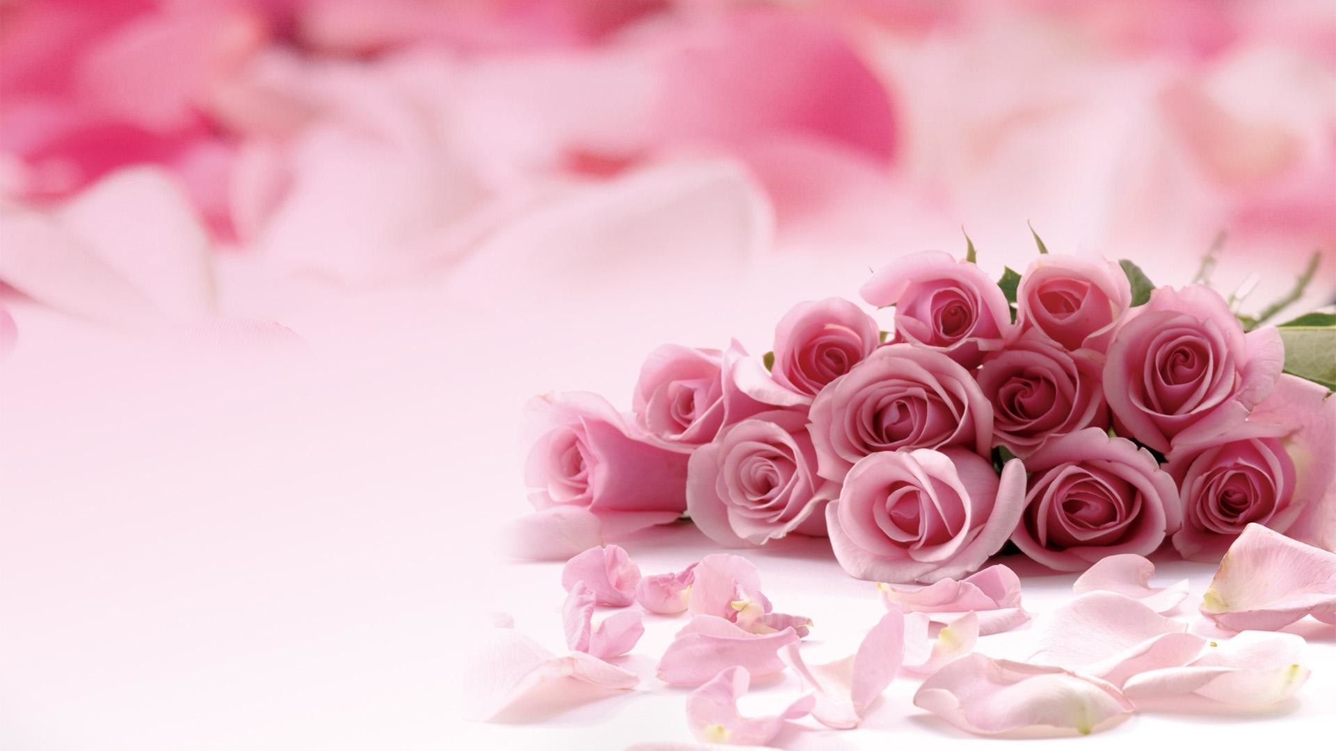 1920x1080 Pink-roses-picture-HD-Desktop-Wallpaper--pink-