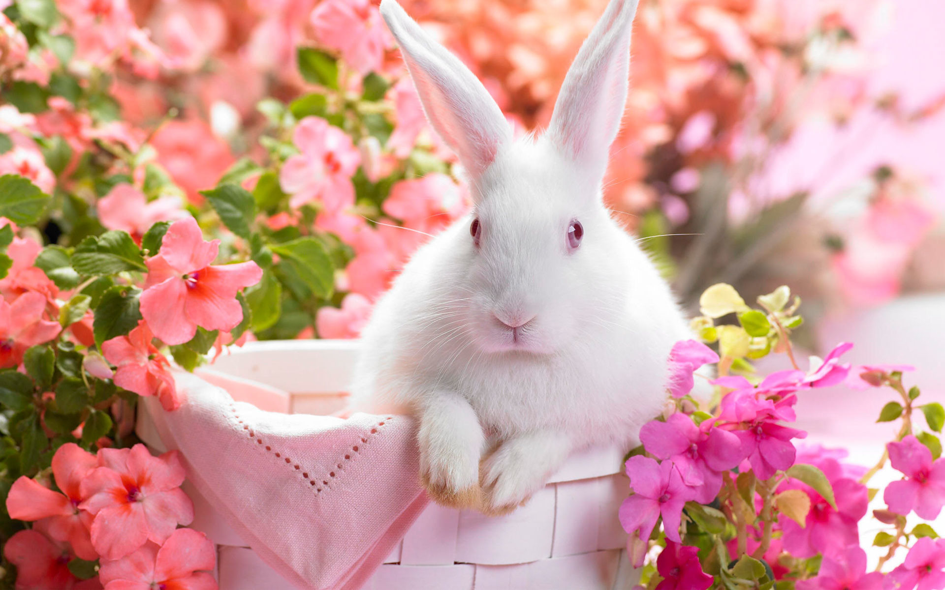 1920x1200 Animal - Cute Pink Rabbit Bunny Flower Animal Wallpaper