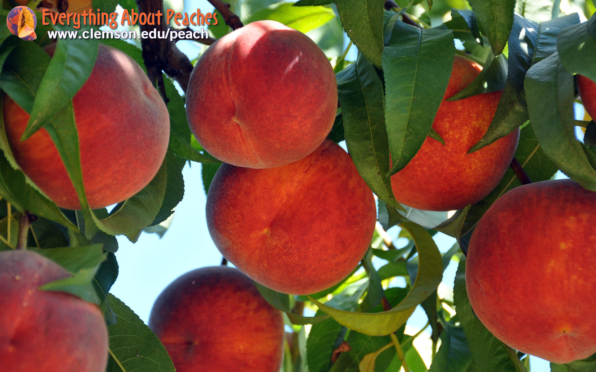 1920x1200 ripe peaches on a tree with bright blue sky background