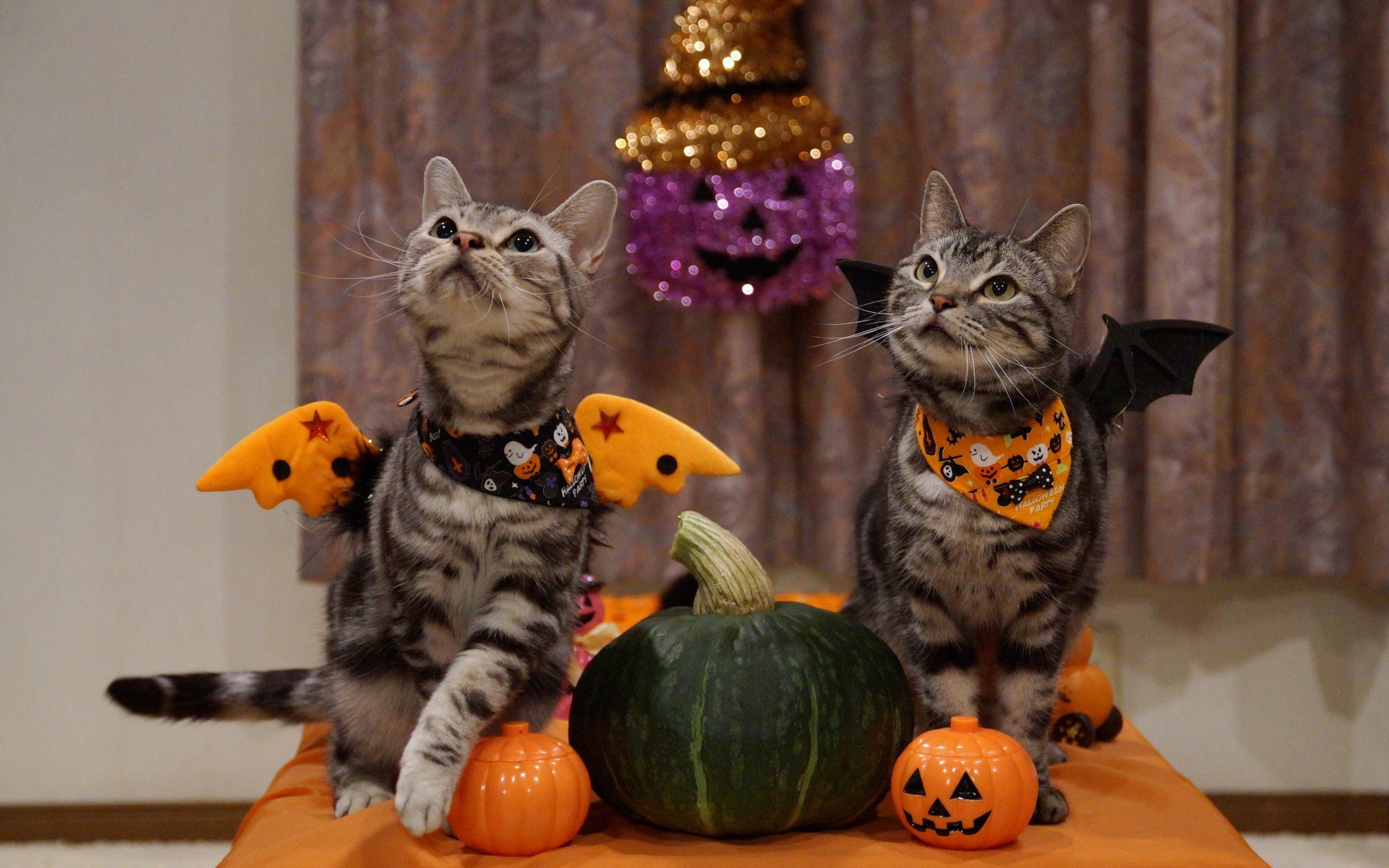 2880x1800 ... Halloween Cat Desktop Wallpaper. Share: Facebook Pinterest Twitter  Google+