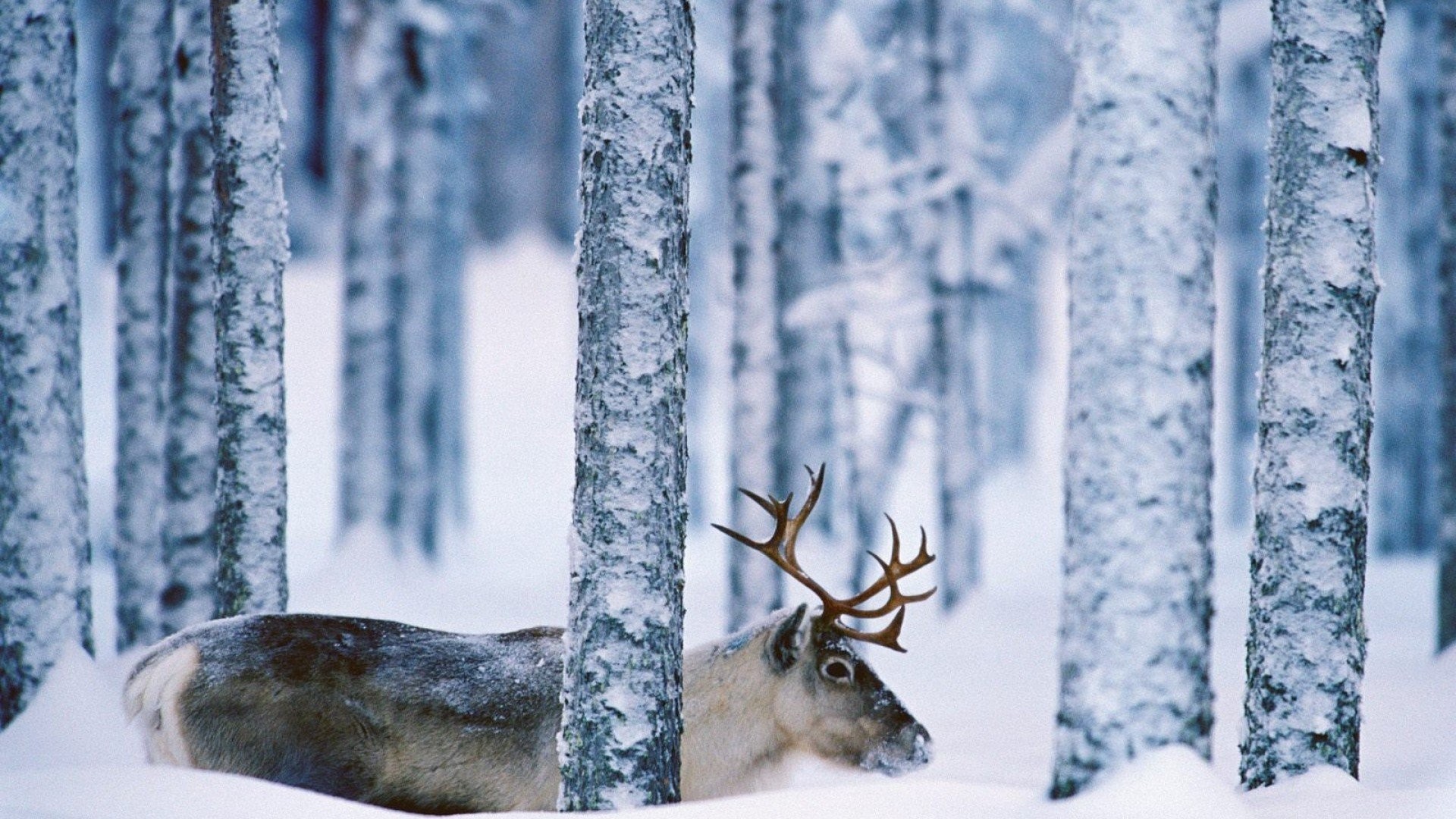 1920x1080 Deer Tag - Deer Landscape Nature Winter Snow Funny Animals Desktop Wallpaper  for HD 16: