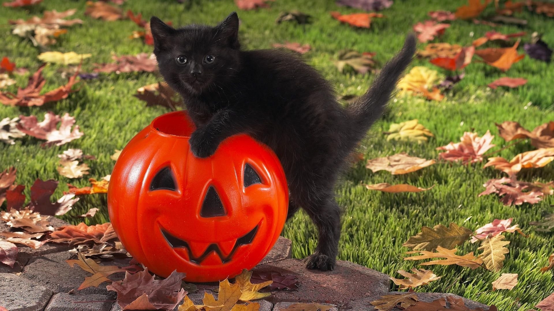 Black Cat Halloween Wallpaper (51+ images)