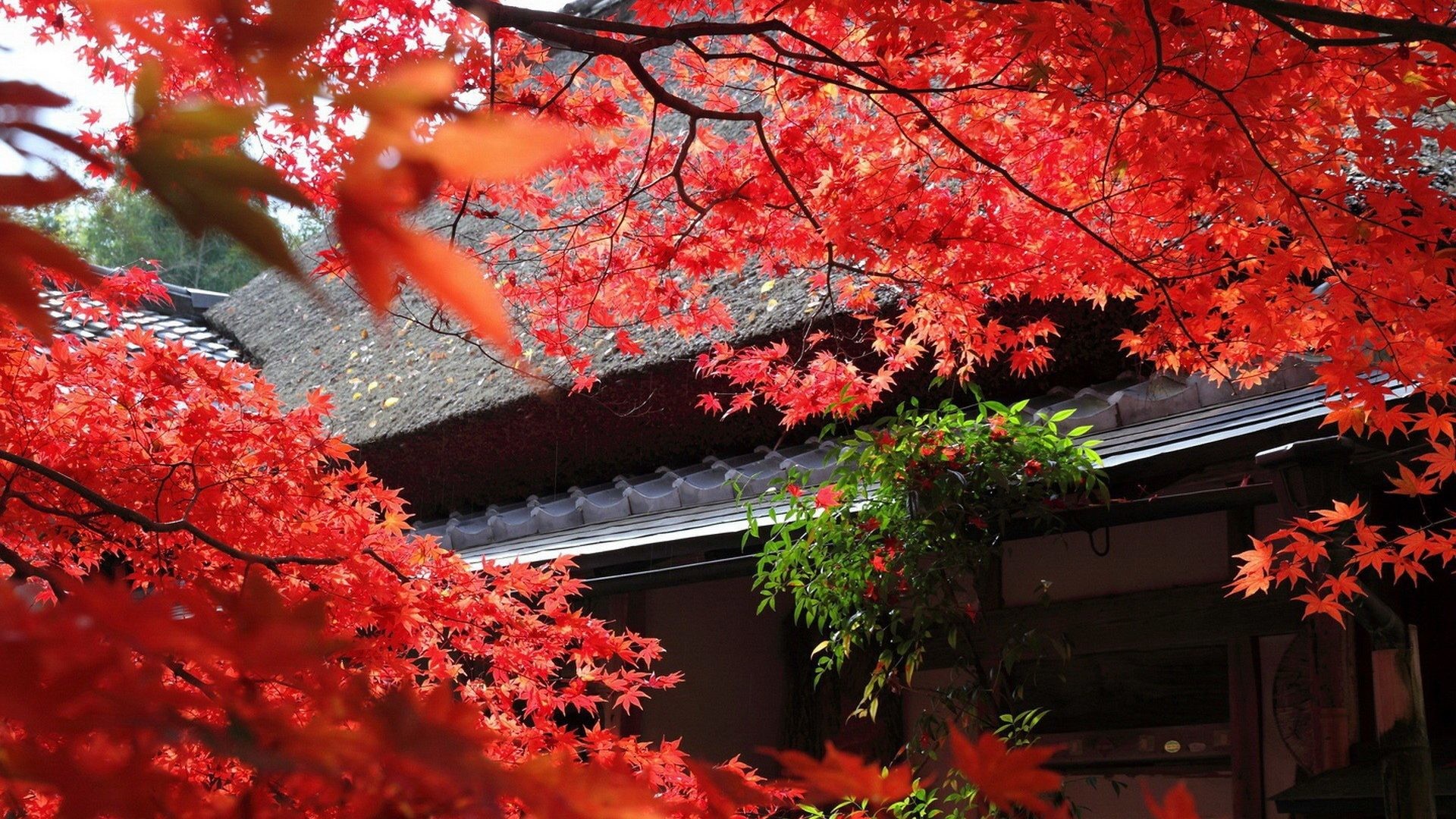 1920x1080 Leaves - Leaves Autumn Red Japan Tree Nice Nature Picture World for HD 16:9