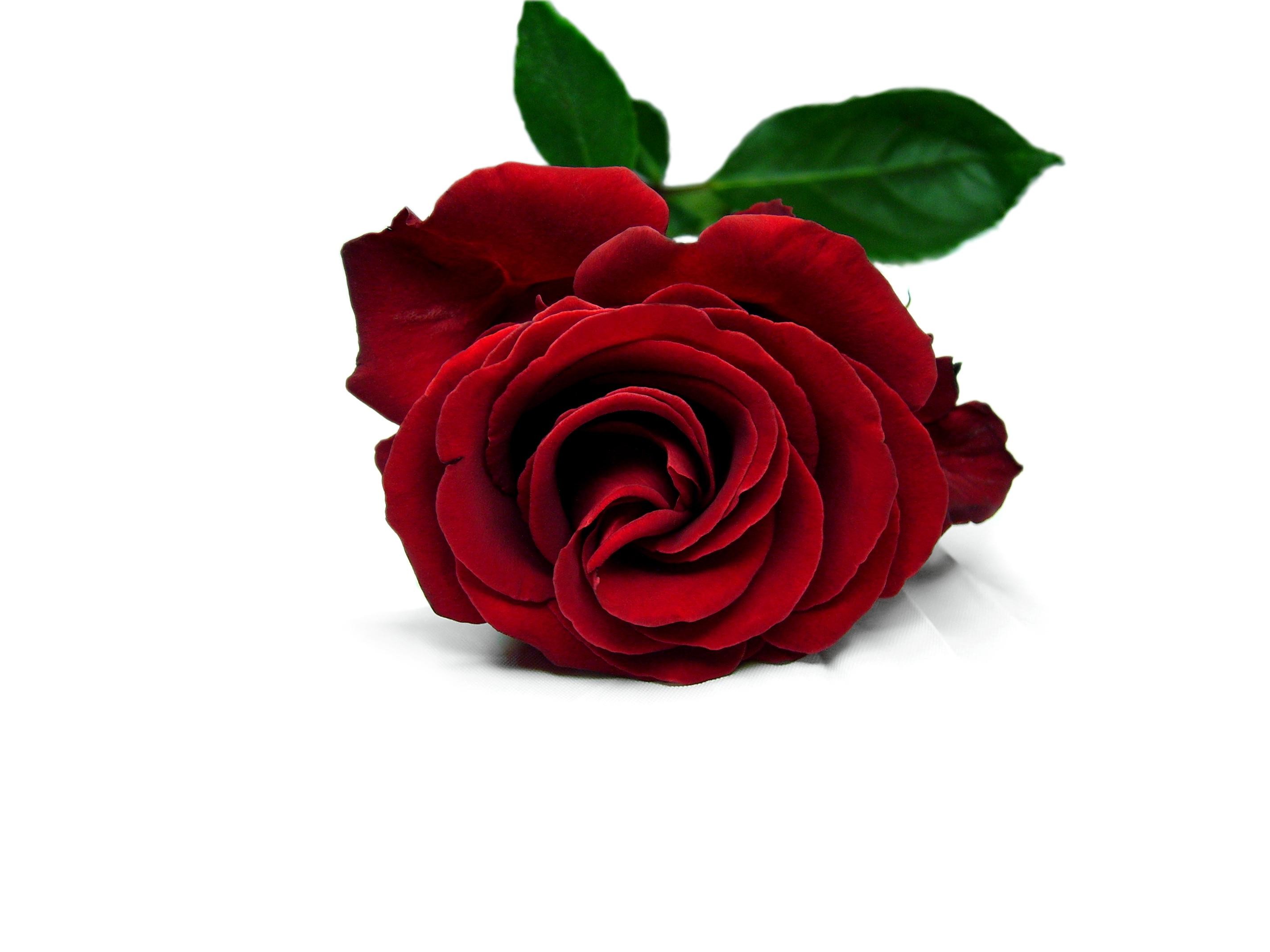 2848x2136 red rose love wallpaper pics images pictures photos (17)