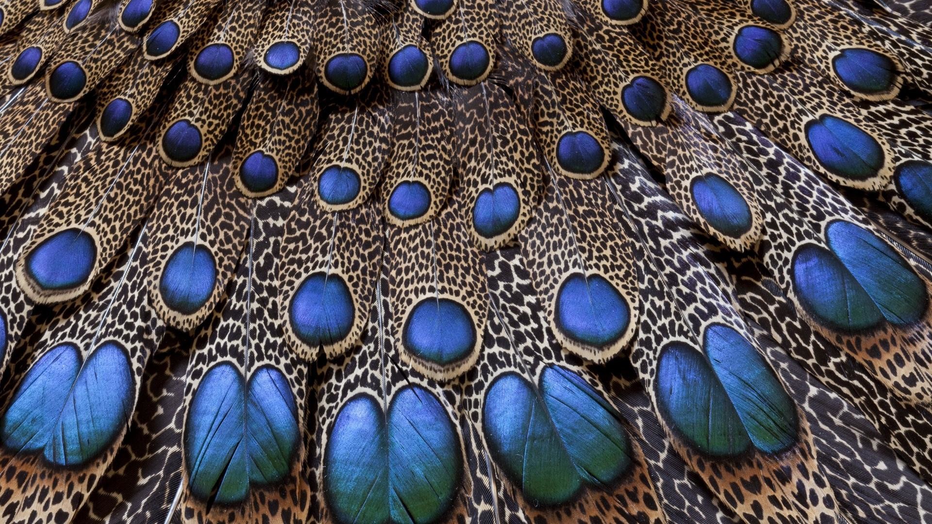 1920x1080 Free-Download-Peacock-Backgrounds