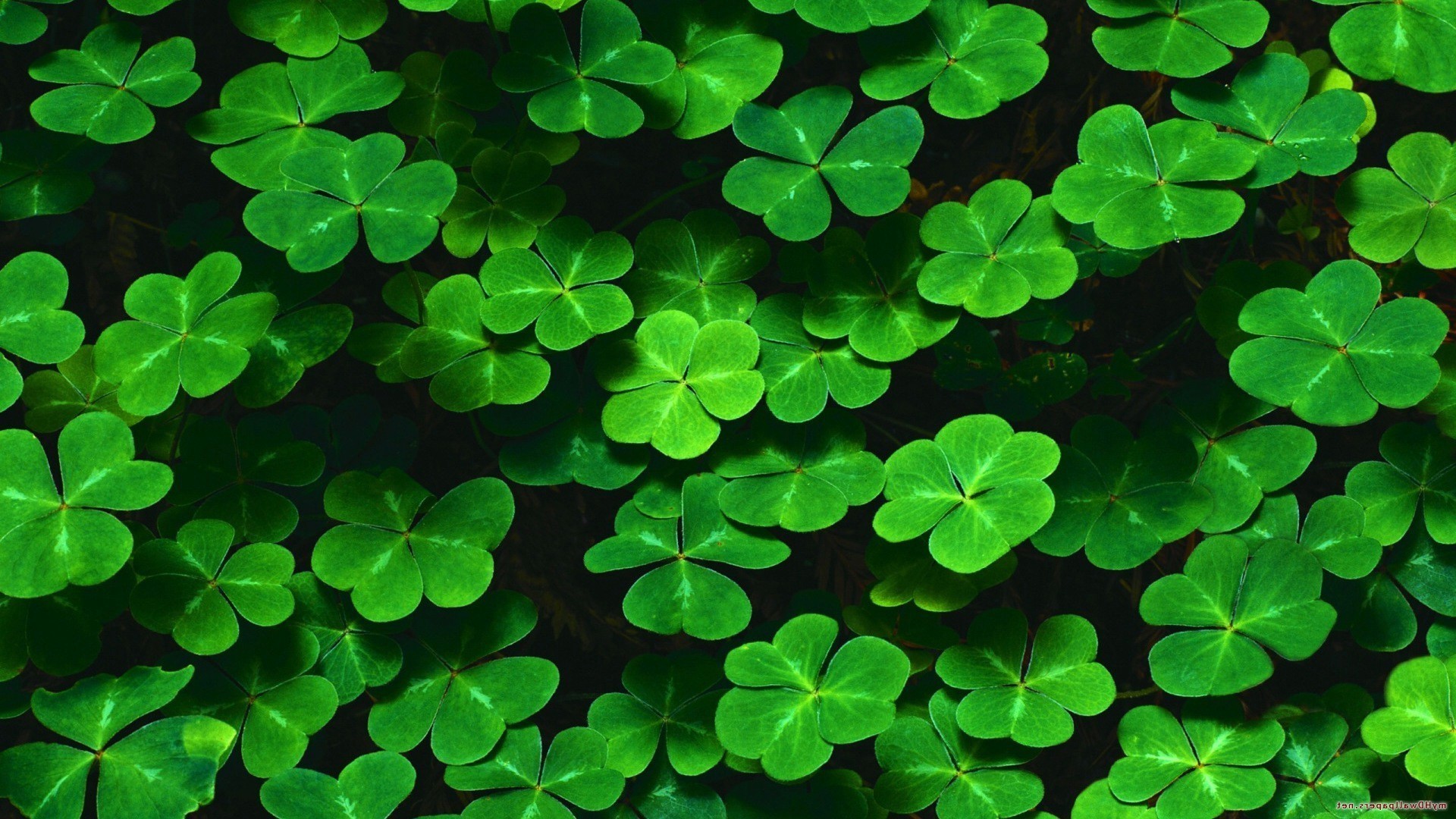 1920x1080 nature, Green, Leaves, Plants, Shamrock, Clovers, Pattern Wallpapers HD /  Desktop and Mobile Backgrounds