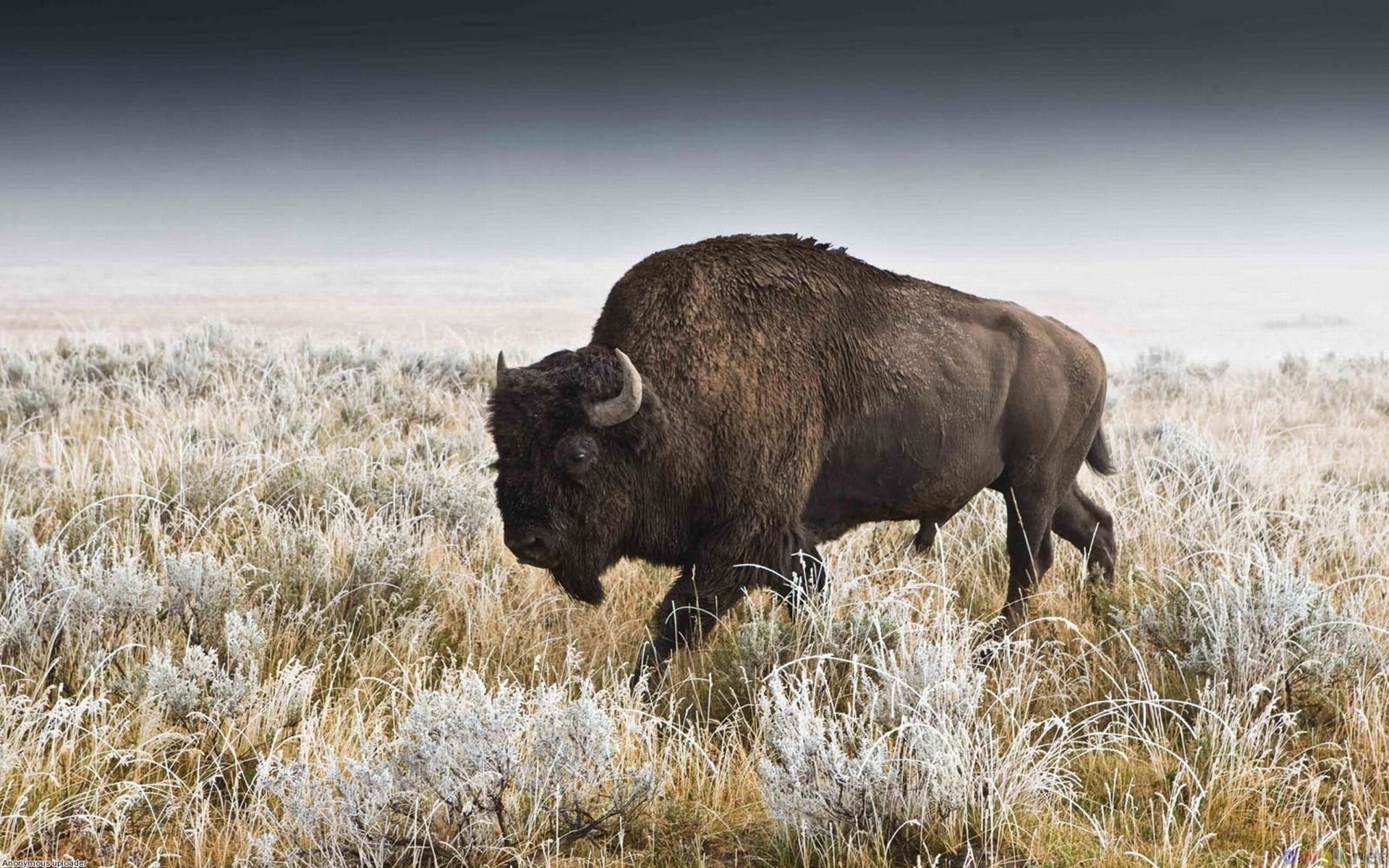 1920x1200 free screensaver wallpapers for american bison
