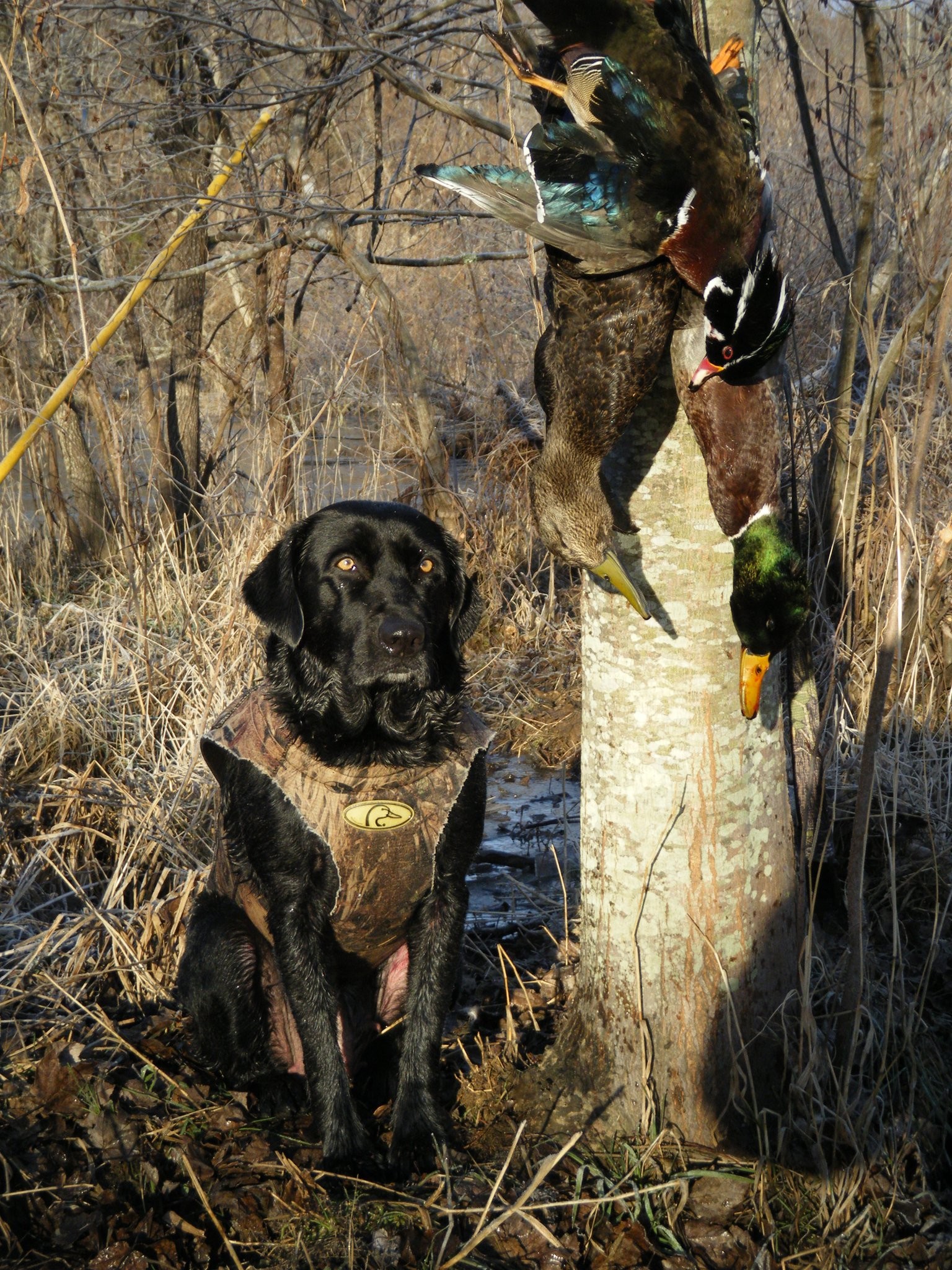 1536x2048 Duck hunting dogs wallpaper - photo#5