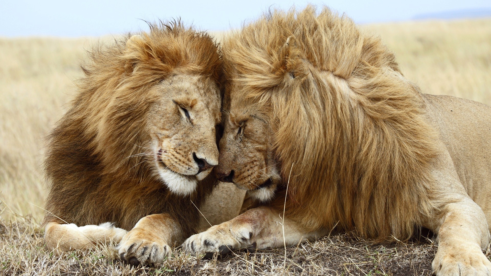 1920x1080 Download "Lion couple wild animal wallpaper" wallpaper for mobile cell  phone.
