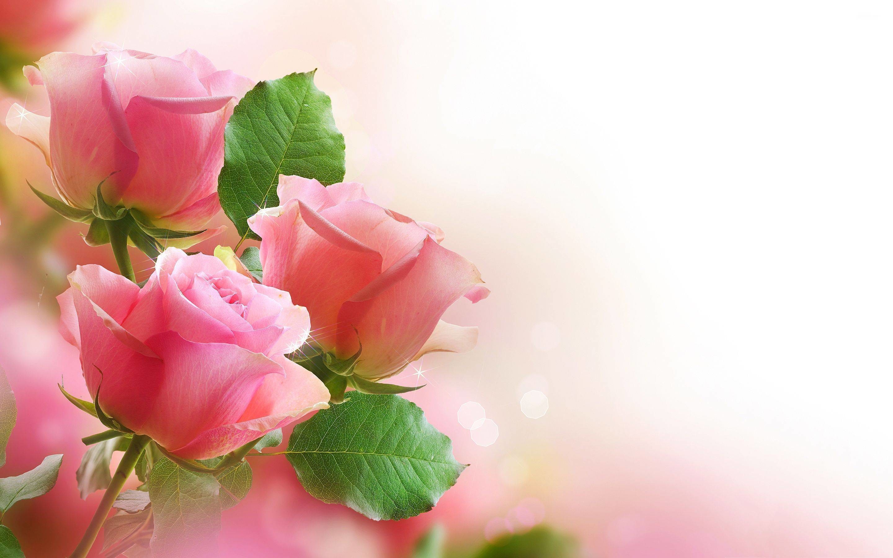 2880x1800 Flowers Wallpapers