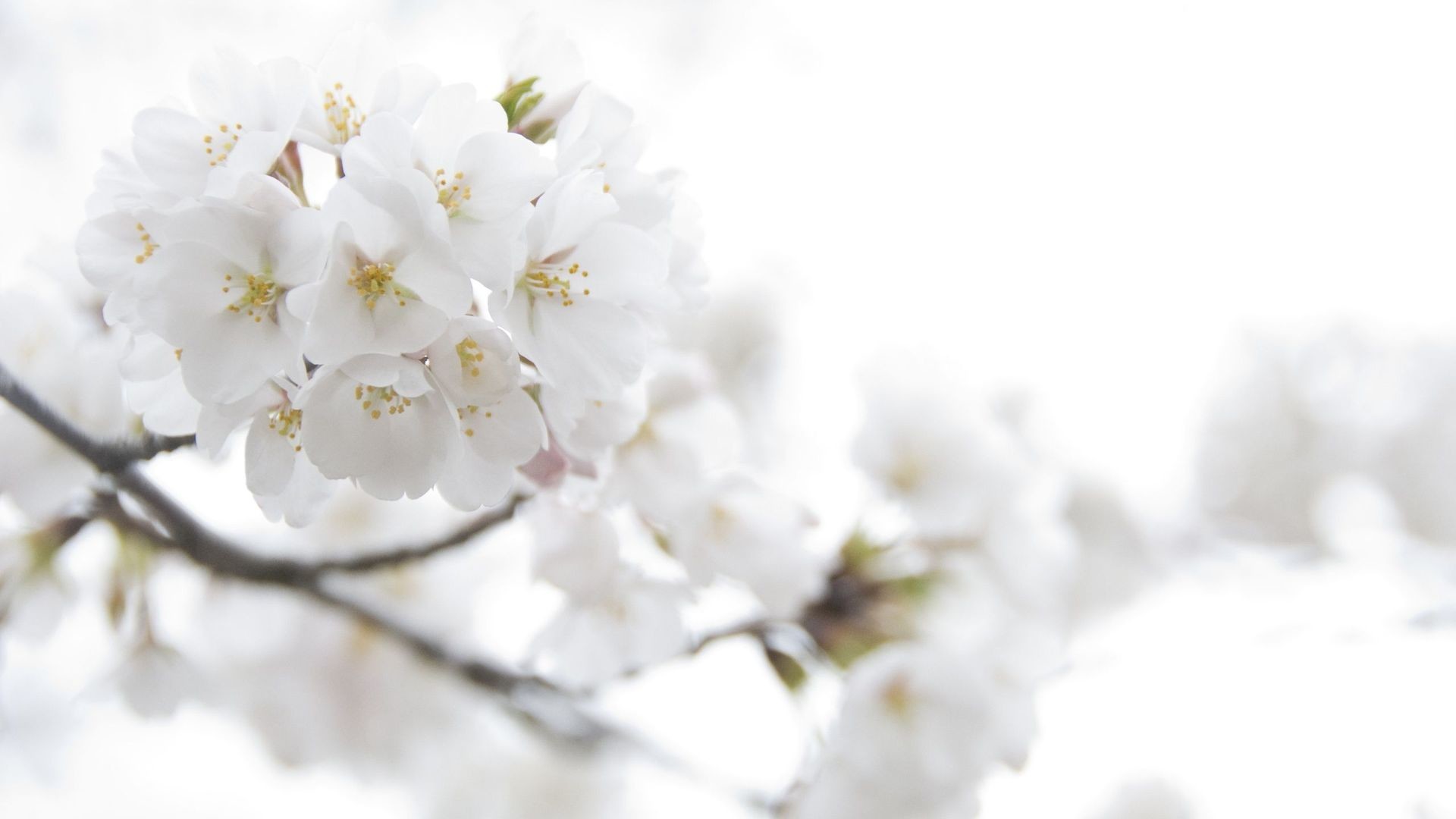 1920x1080 Backgrounds of White Flowers | 