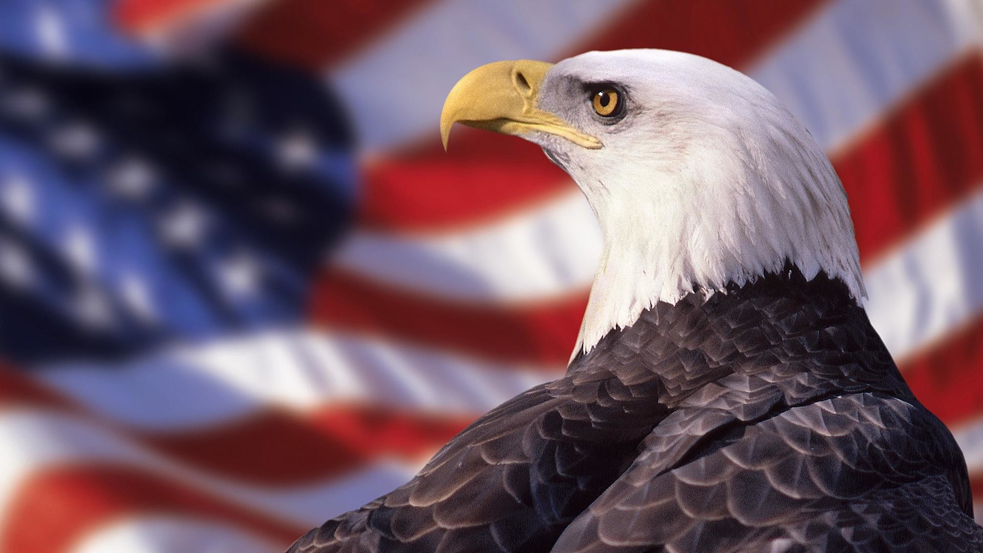 1920x1080 Bald Eagle and American Flag