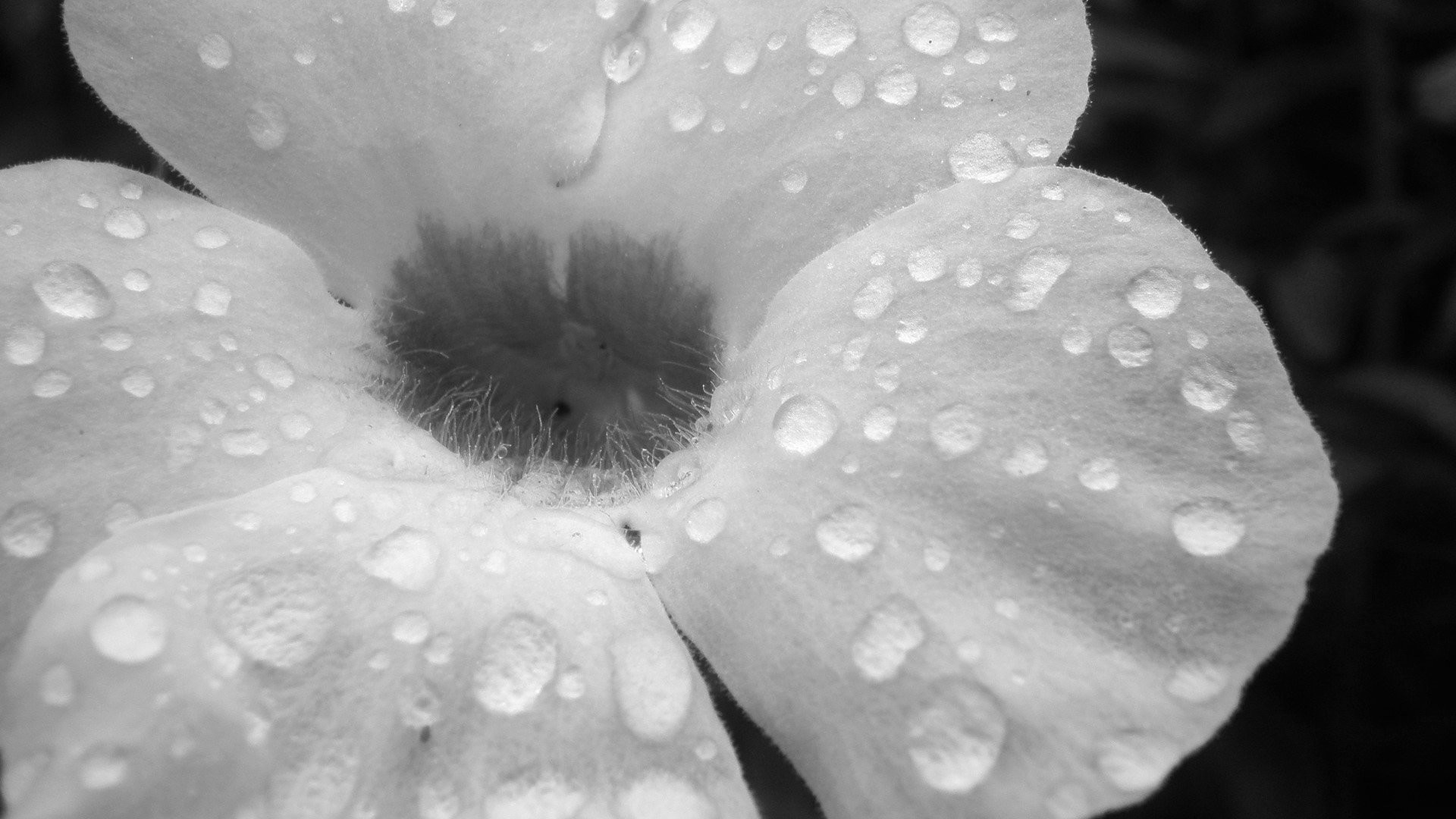 1920x1080 Black And White Flowers 918622 ...