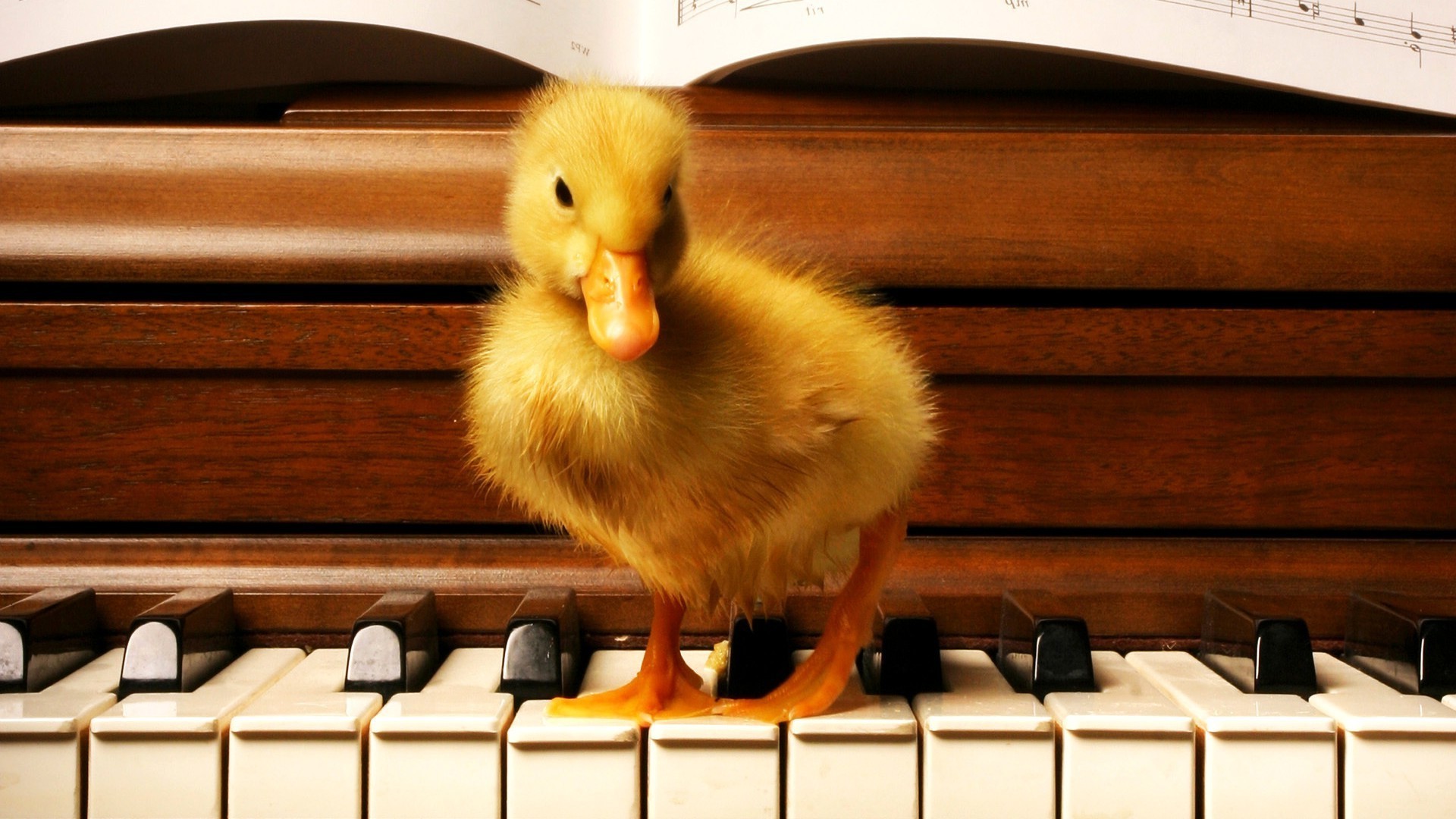 1920x1080 wood, Duck, Old Building, Piano, Birds, Baby Animals Wallpapers HD /  Desktop and Mobile Backgrounds