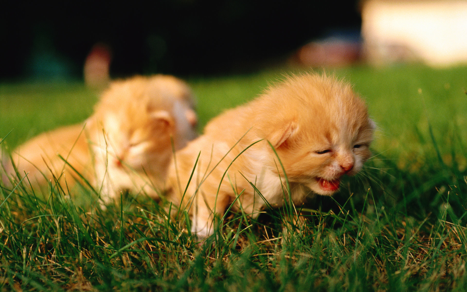 1920x1200 HD-Sweet-Kitty-Adorable-Fluffy-Baby-Kittens-Widescreen-
