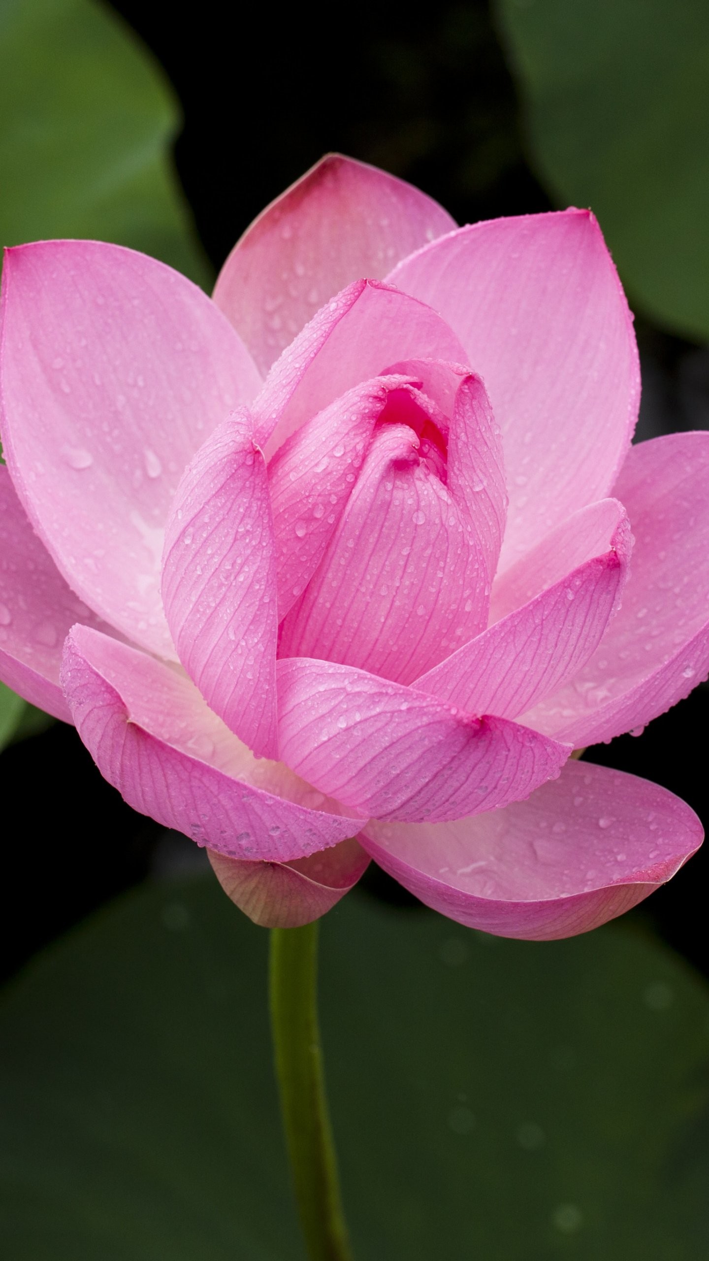 Lotus Flower Photos Download The BEST Free Lotus Flower Stock Photos  HD  Images