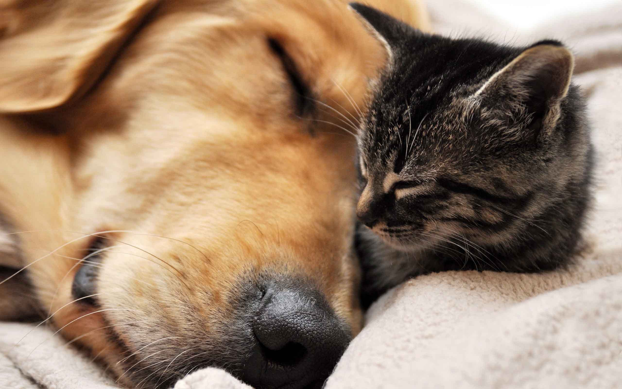 2560x1600 Cat and dog sleeping wallpapers and images - wallpapers, pictures .