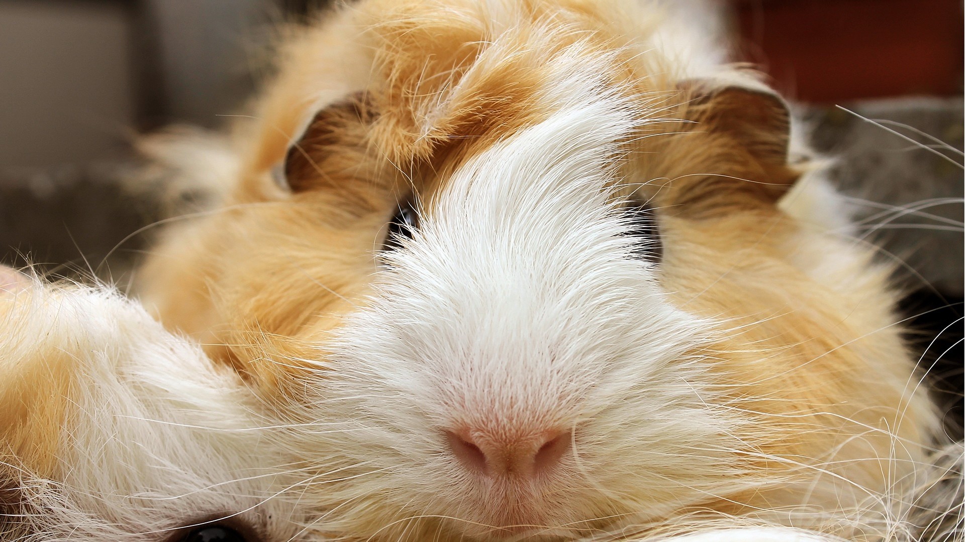 1920x1080 ... guinea pig, snout, small animal