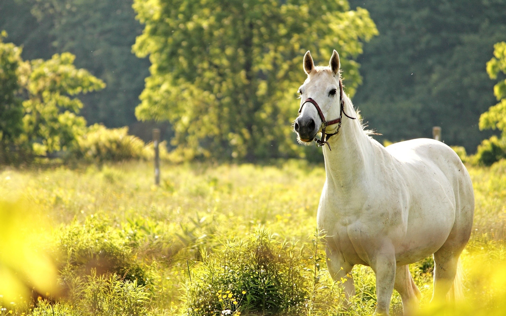 1920x1200 white horse nature. Â«Â«