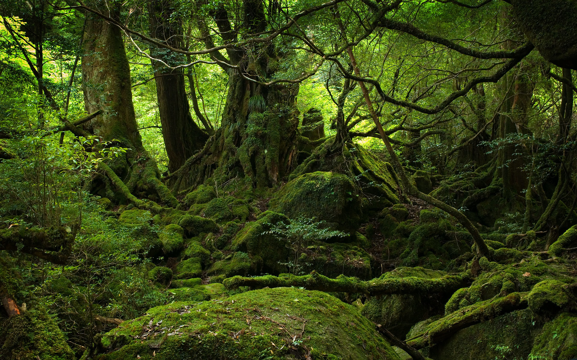 1920x1200 Forest Background