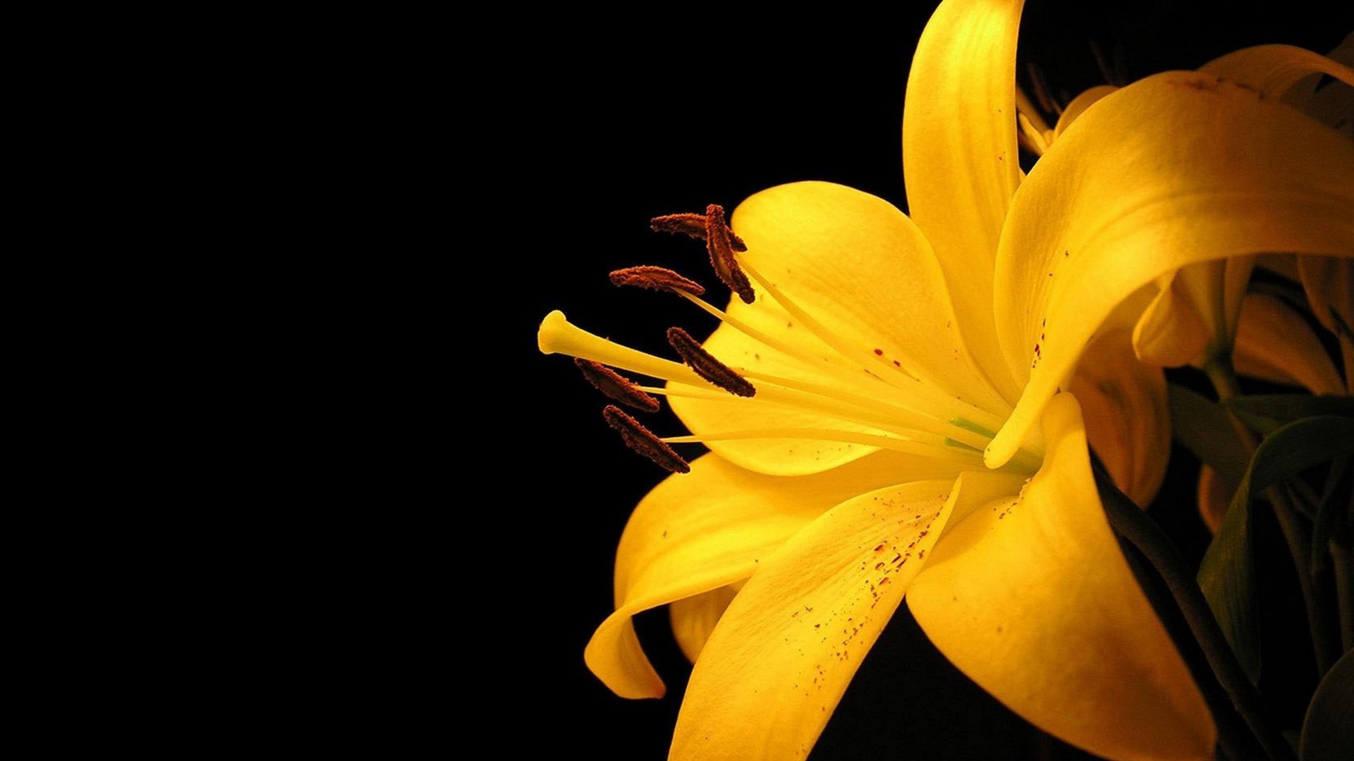 1920x1080 Yellow Lily and Black Background