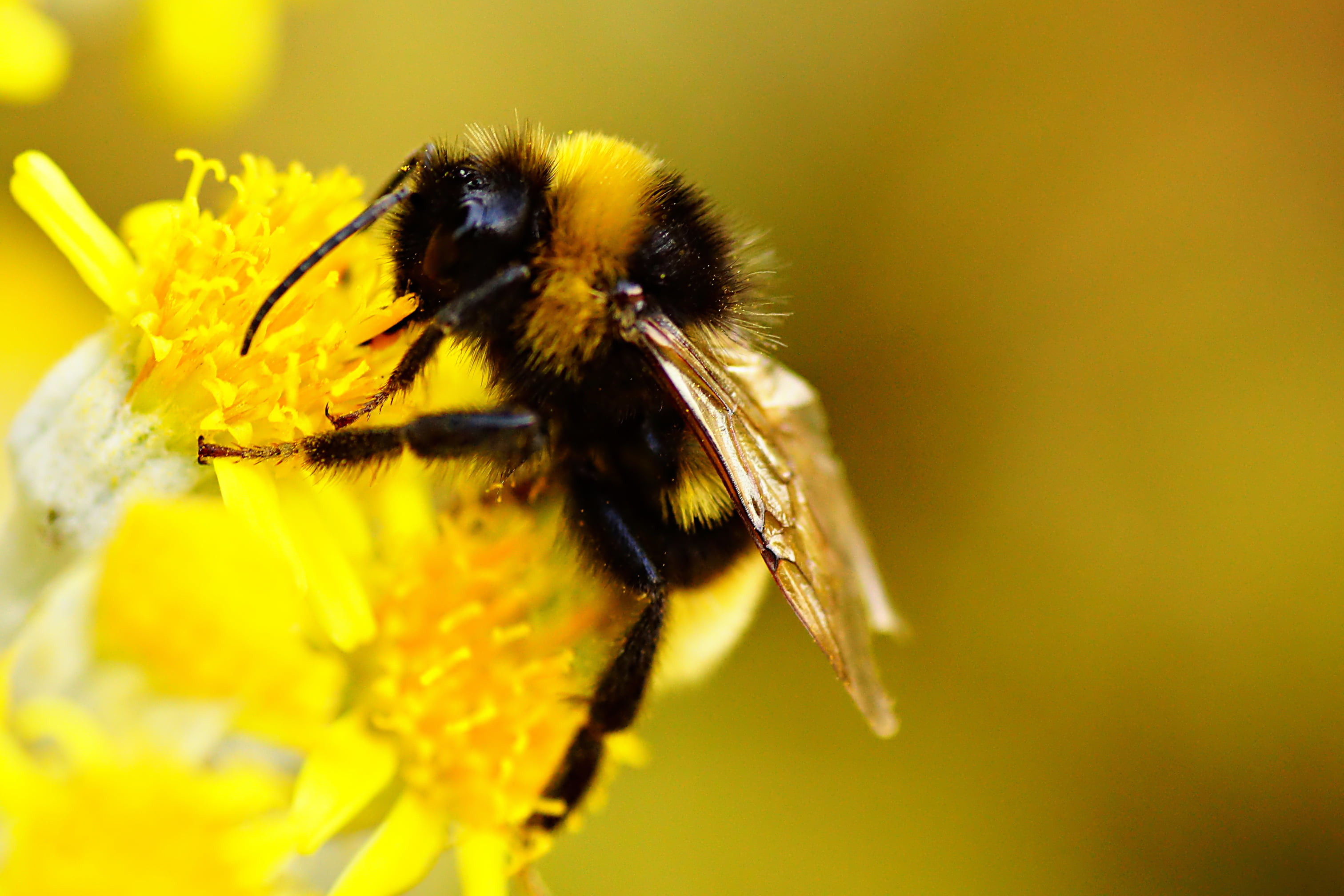 3024x2016 macro shot photography of bee on yellow flower, bumblebee