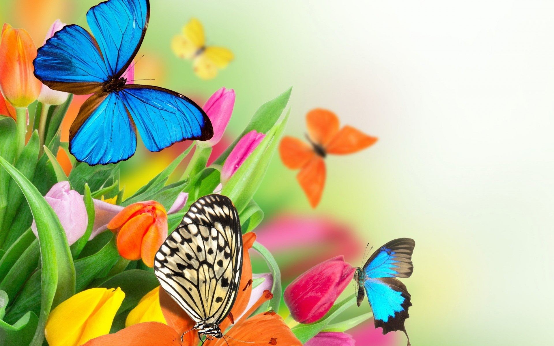 1920x1200 Flowers & Butterflies - flowers, spring, frame, colorful .