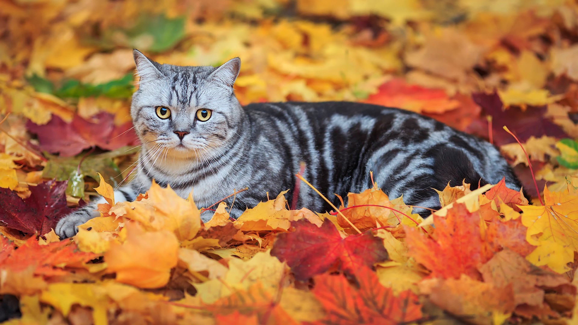 1920x1080 leaves, Fall, Animals, Cat Wallpapers HD / Desktop and Mobile Backgrounds