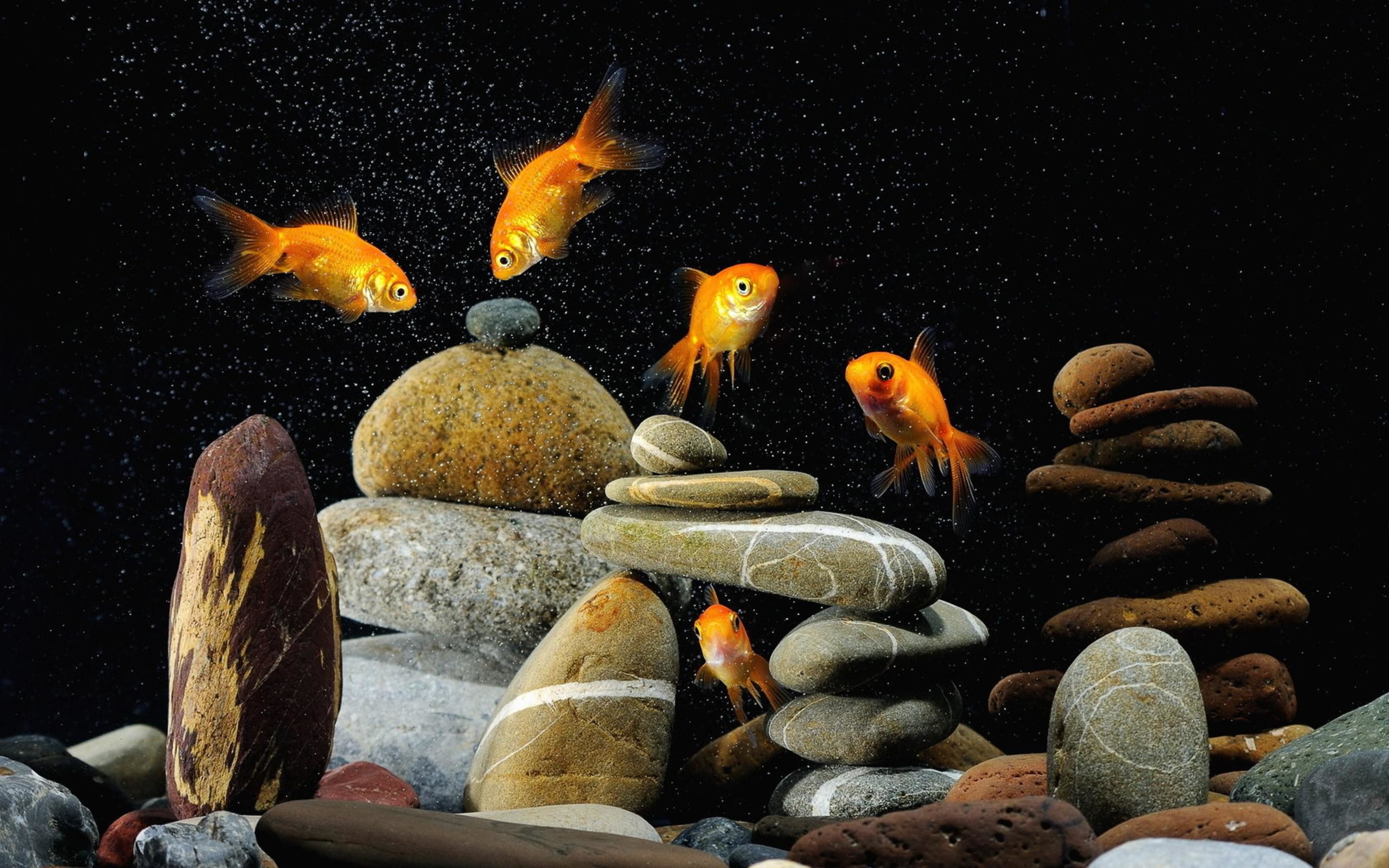 2560x1600 nice animals goldfish aquarium phone wallpaper