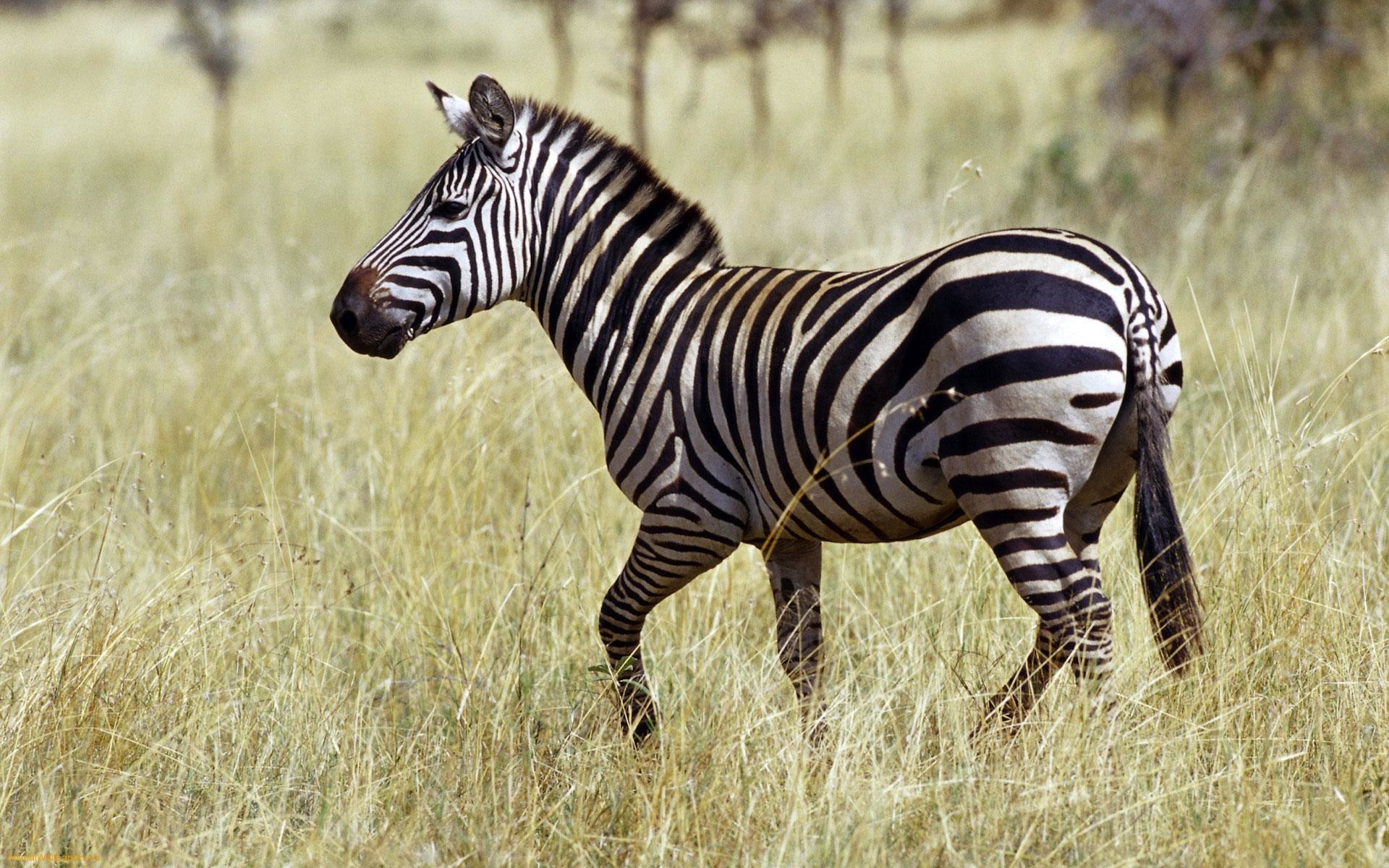 1920x1200 Beautiful Zebra