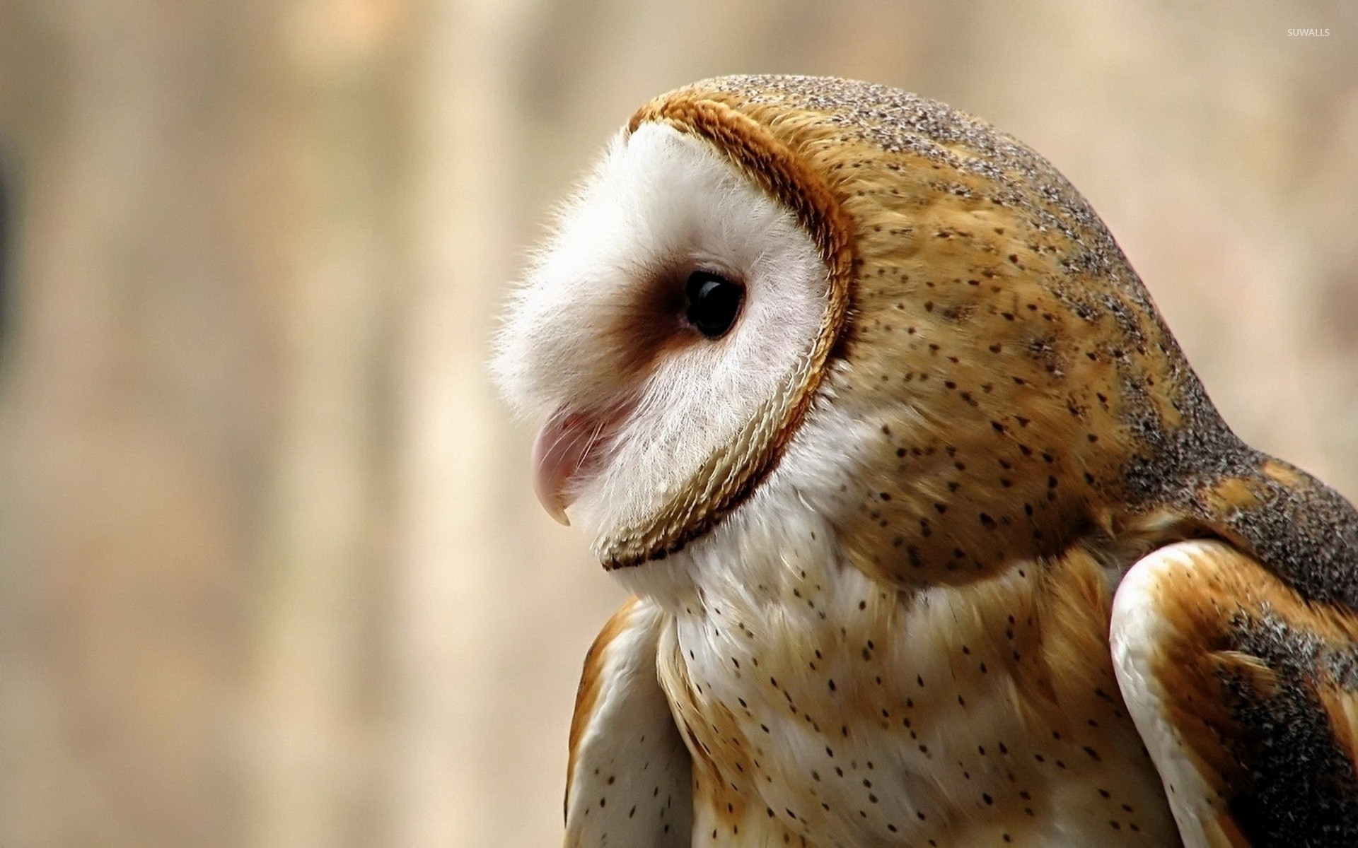 1920x1200 Tags:  Owl