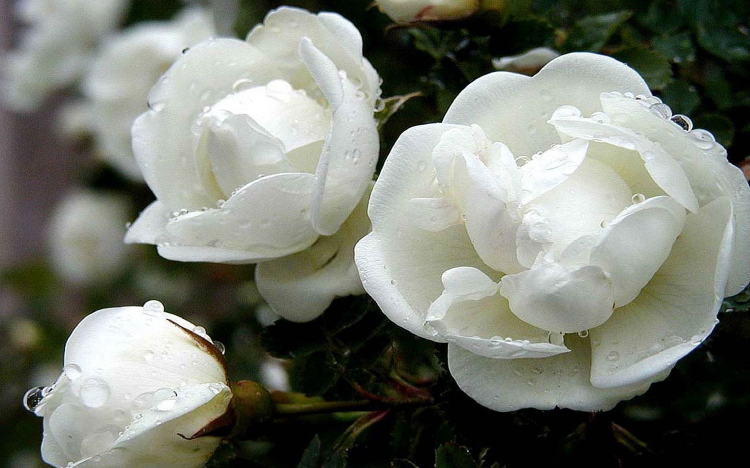 2560x1600 White Rose HD Flowers Wallpaper