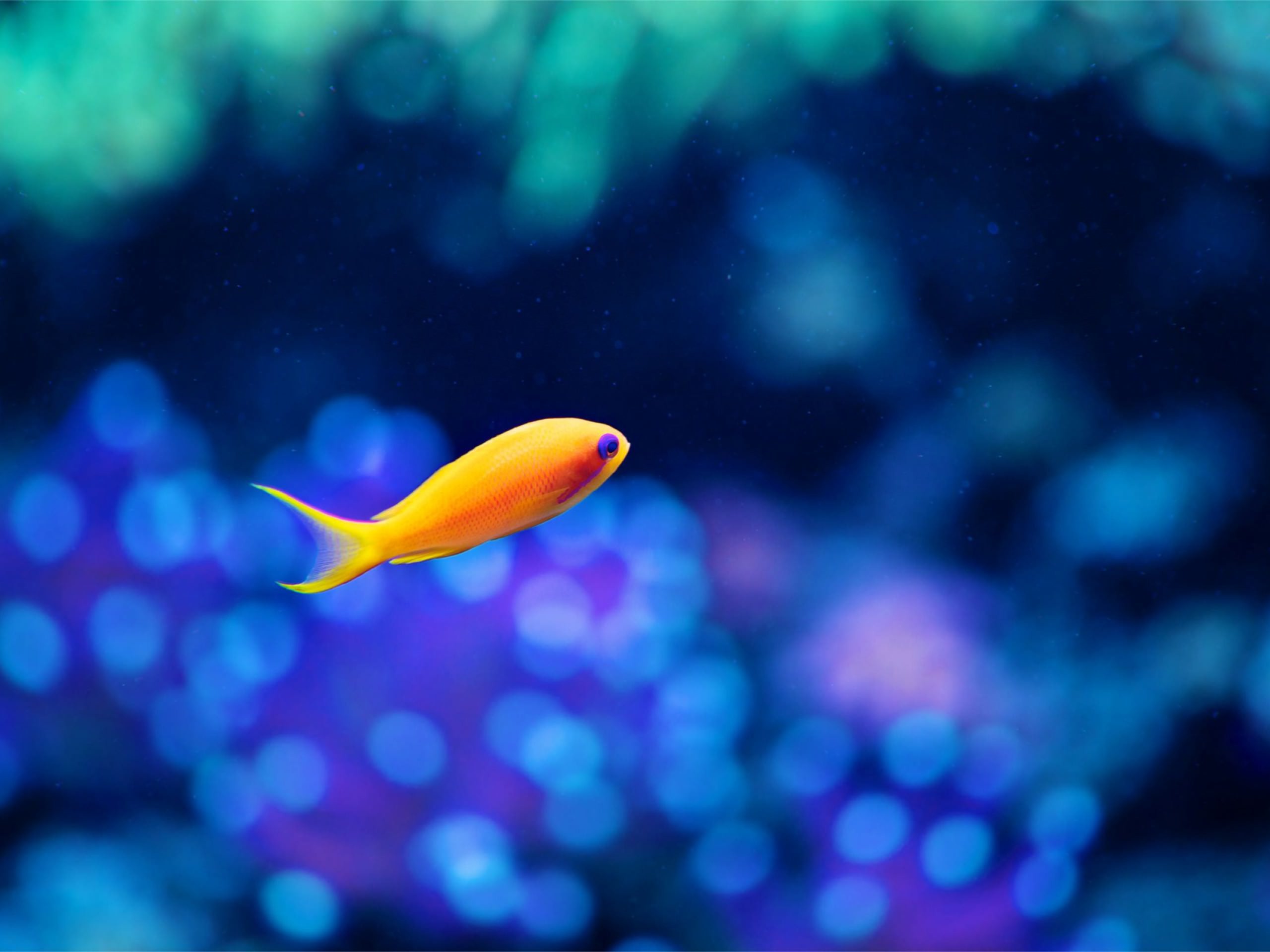 2560x1920 Small Yello Fish Aquarium Background